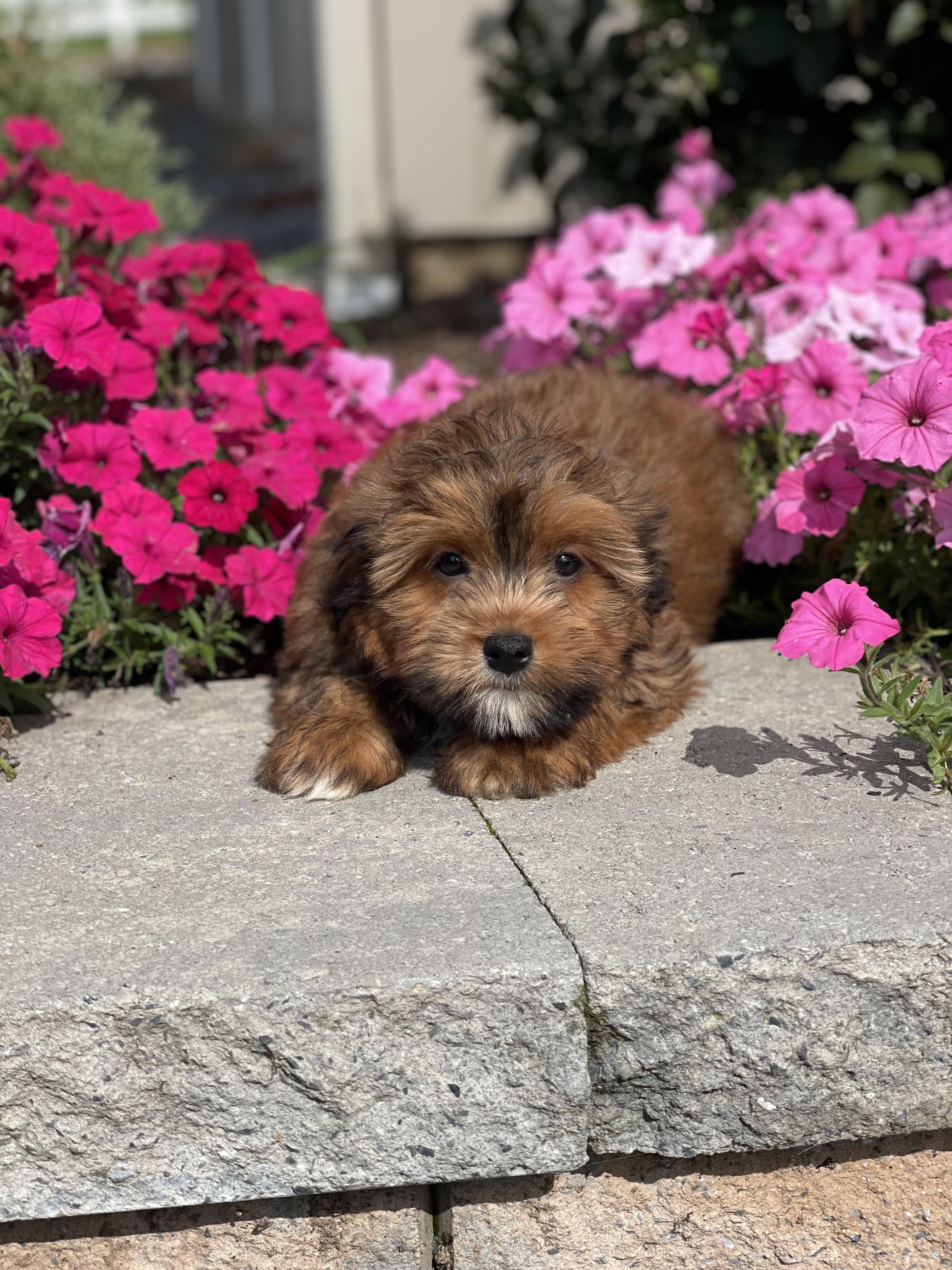puppy photo