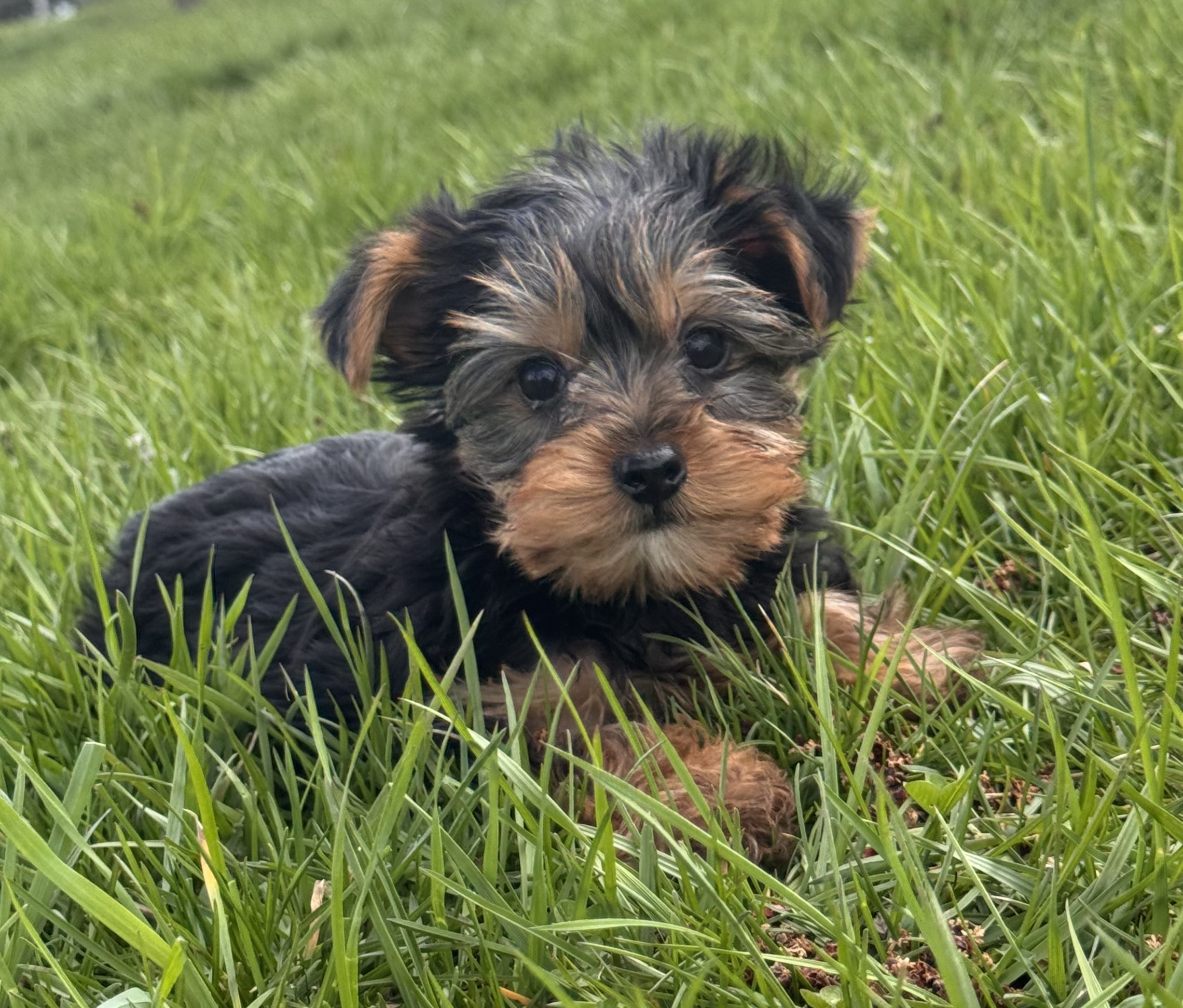 puppy photo