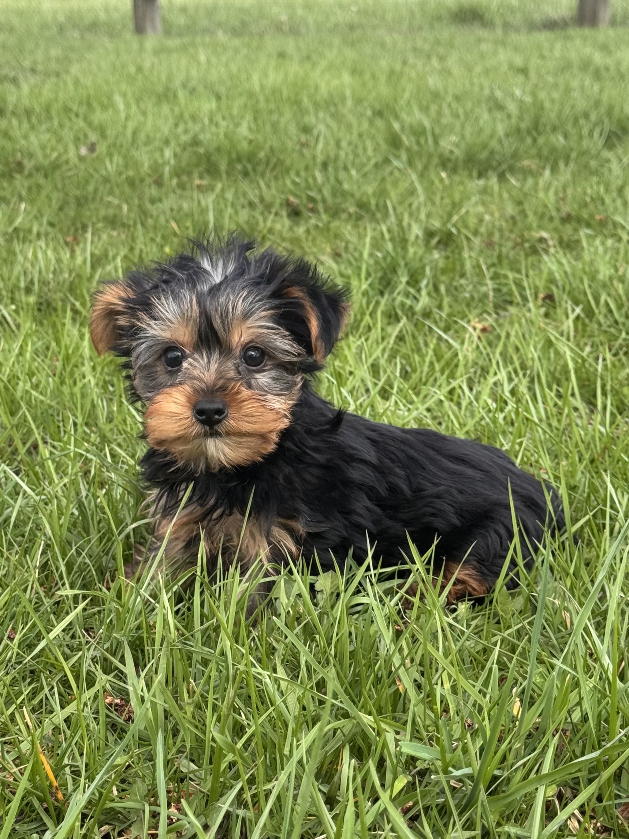 puppy photo