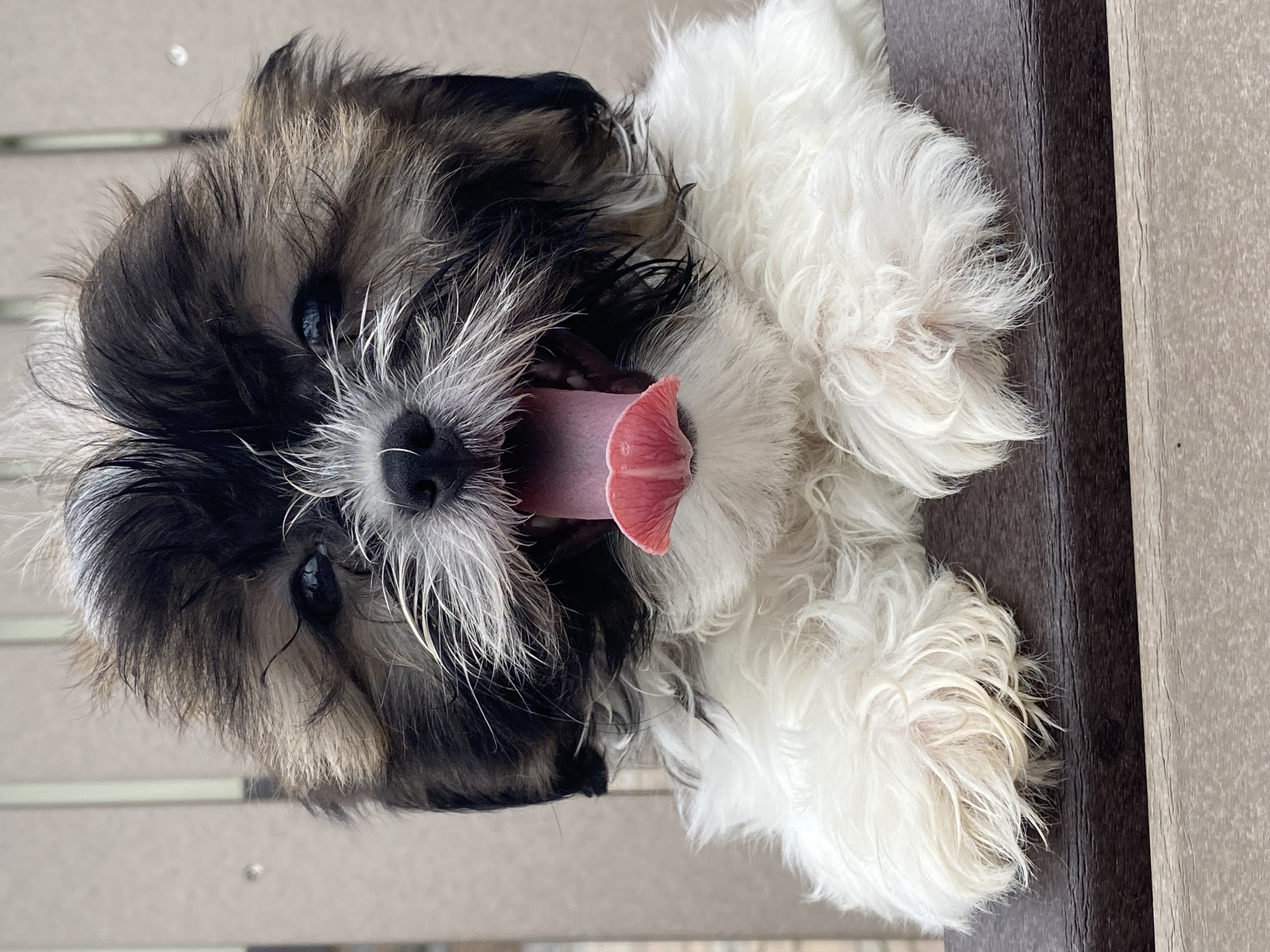 puppy, for, sale, Shih Tzu, Curtis  Martin, dog, breeder, Seneca Falls, NY, dog-breeder, puppy-for-sale, forsale, nearby, find, puppyfind, locator, puppylocator, aca
