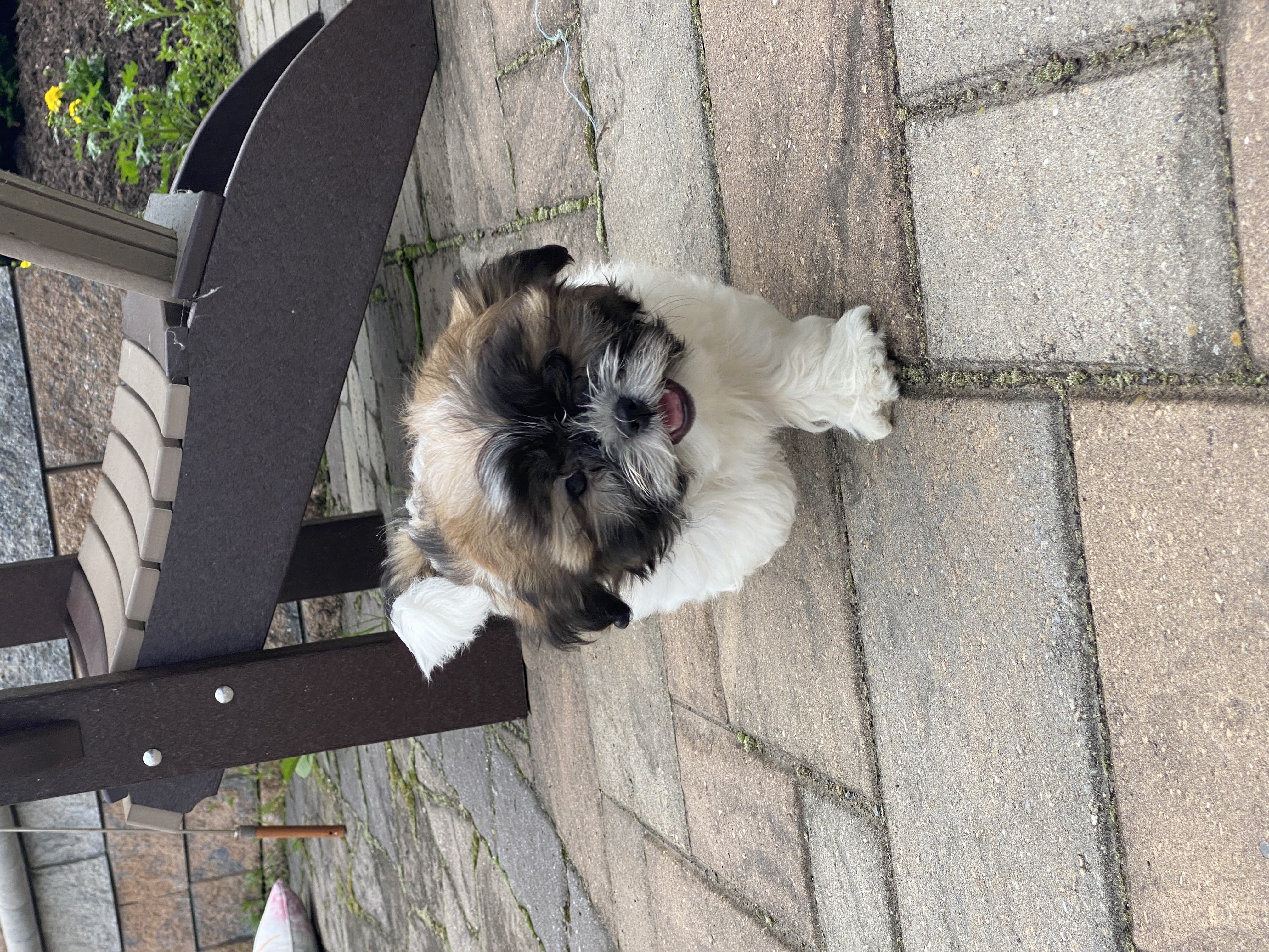puppy, for, sale, Shih Tzu, Curtis  Martin, dog, breeder, Seneca Falls, NY, dog-breeder, puppy-for-sale, forsale, nearby, find, puppyfind, locator, puppylocator, aca