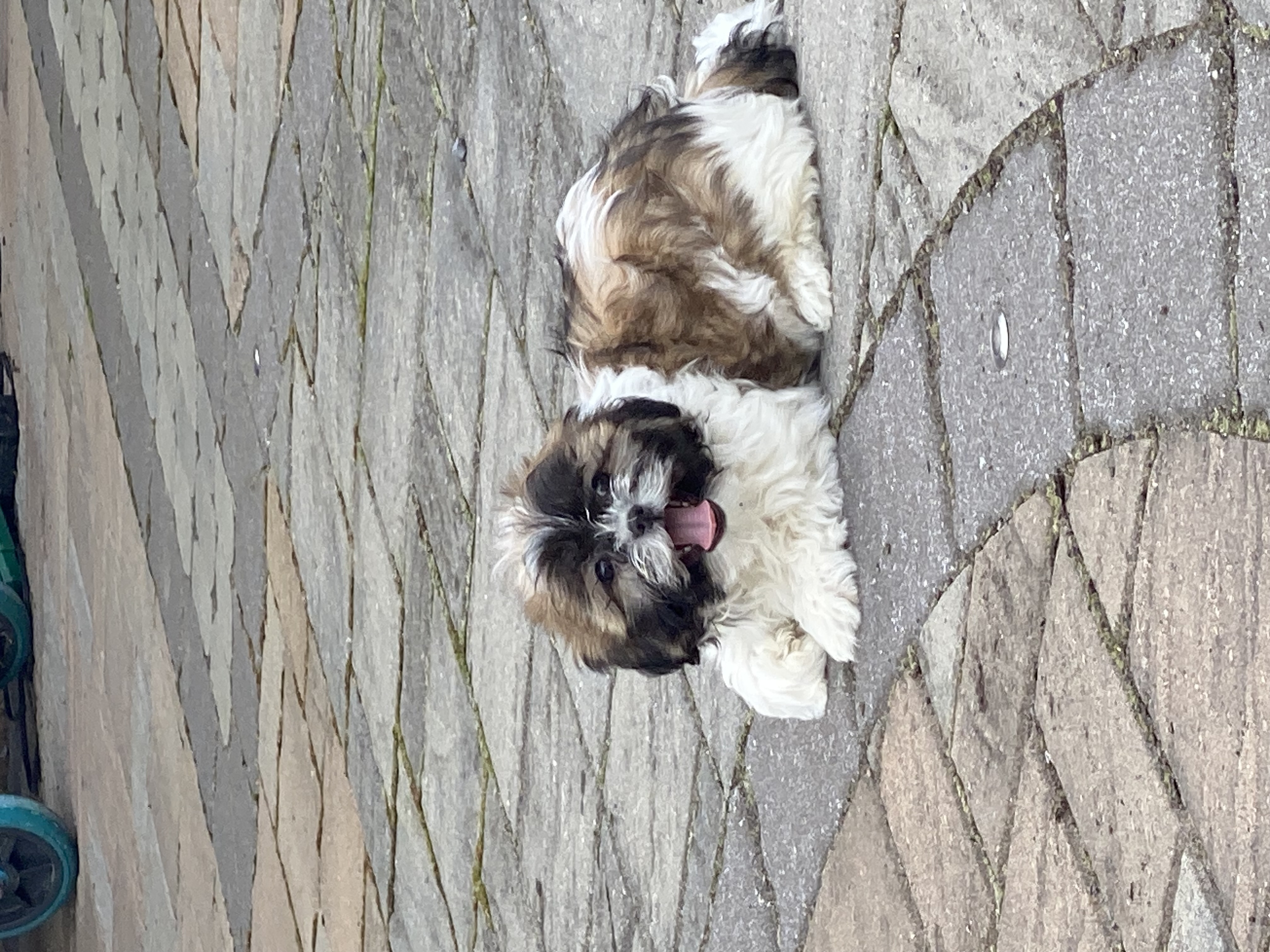 puppy, for, sale, Shih Tzu, Curtis  Martin, dog, breeder, Seneca Falls, NY, dog-breeder, puppy-for-sale, forsale, nearby, find, puppyfind, locator, puppylocator, aca