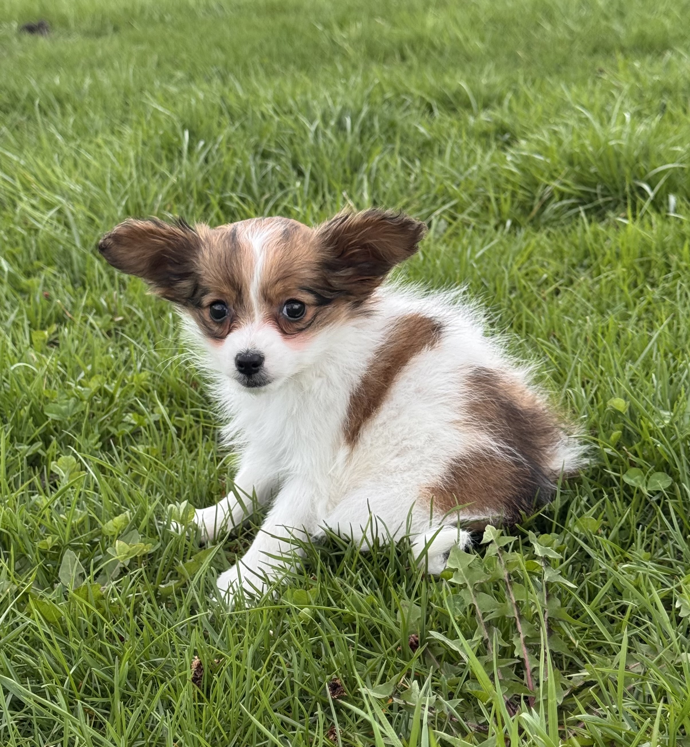 puppy photo