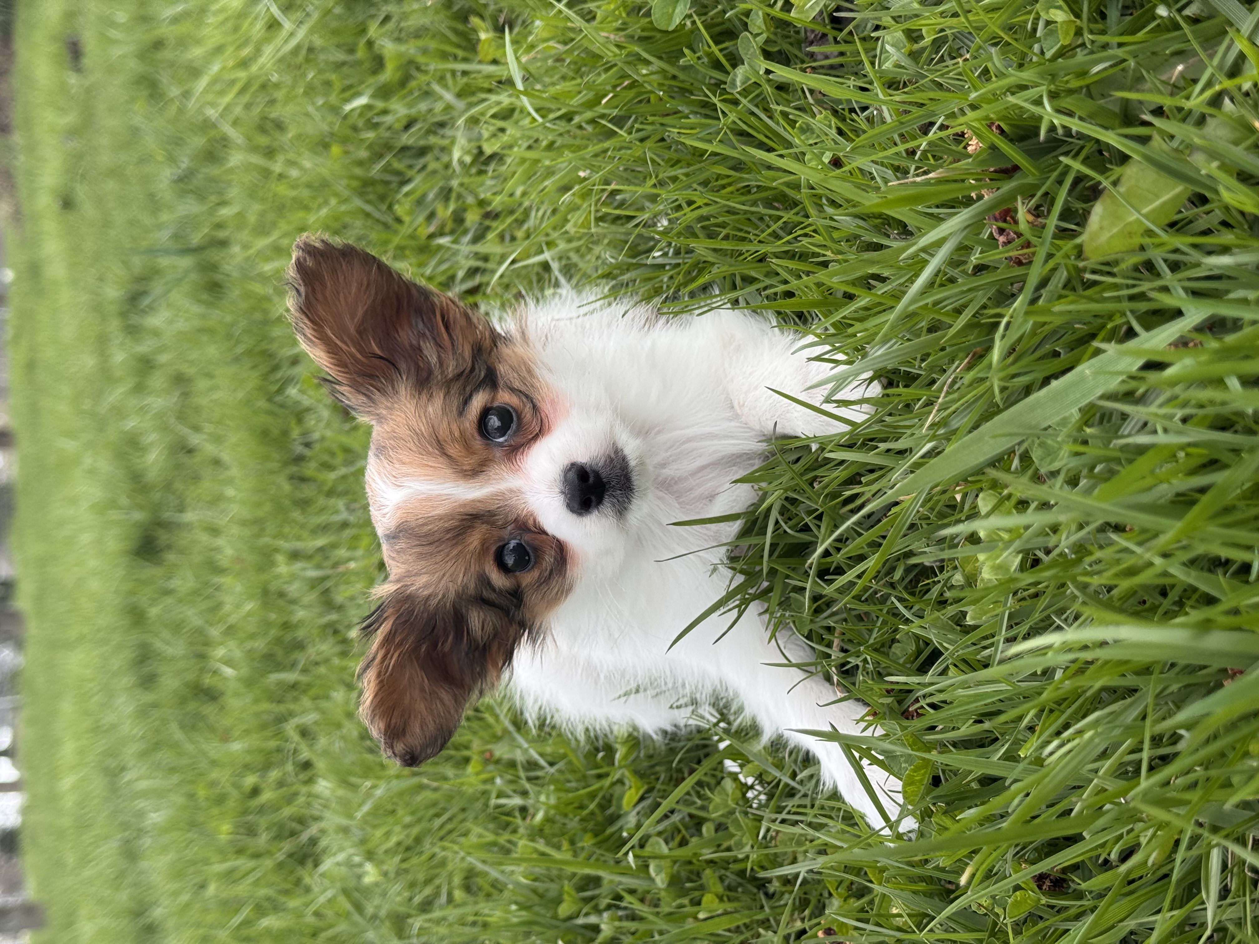 puppy photo