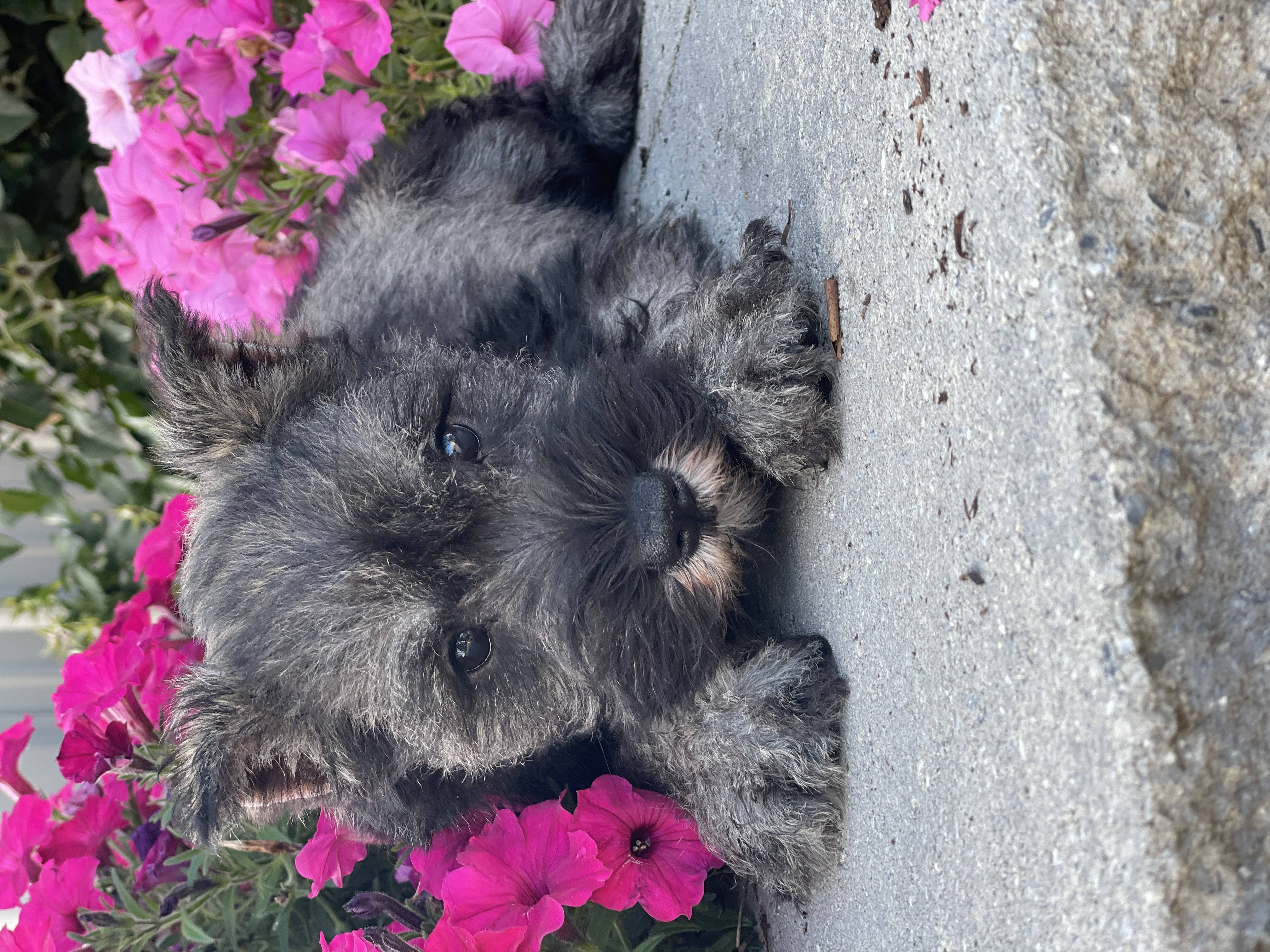 puppy photo