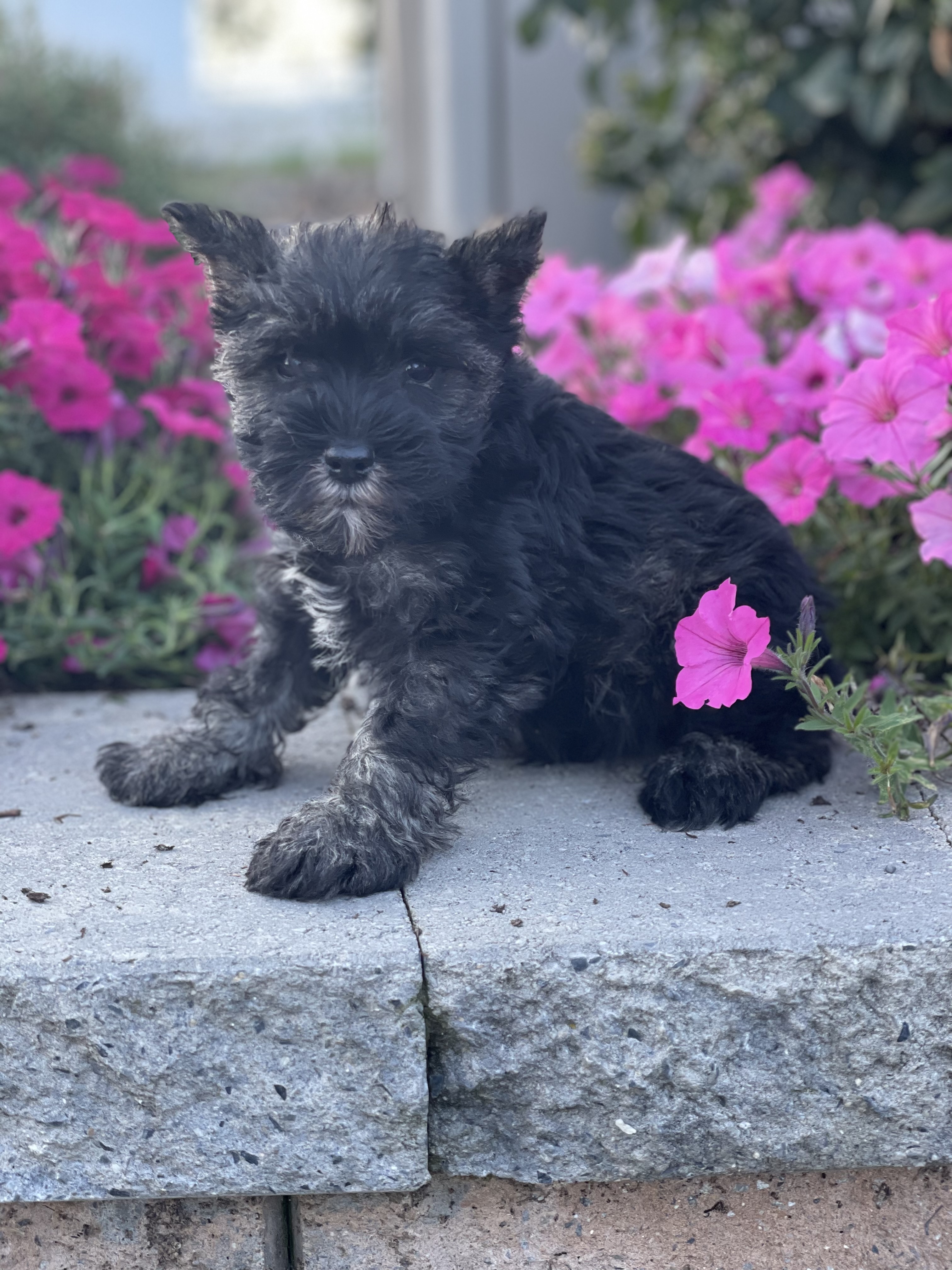 puppy, for, sale, Shih Tzu, Curtis  Martin, dog, breeder, Seneca Falls, NY, dog-breeder, puppy-for-sale, forsale, nearby, find, puppyfind, locator, puppylocator, aca
