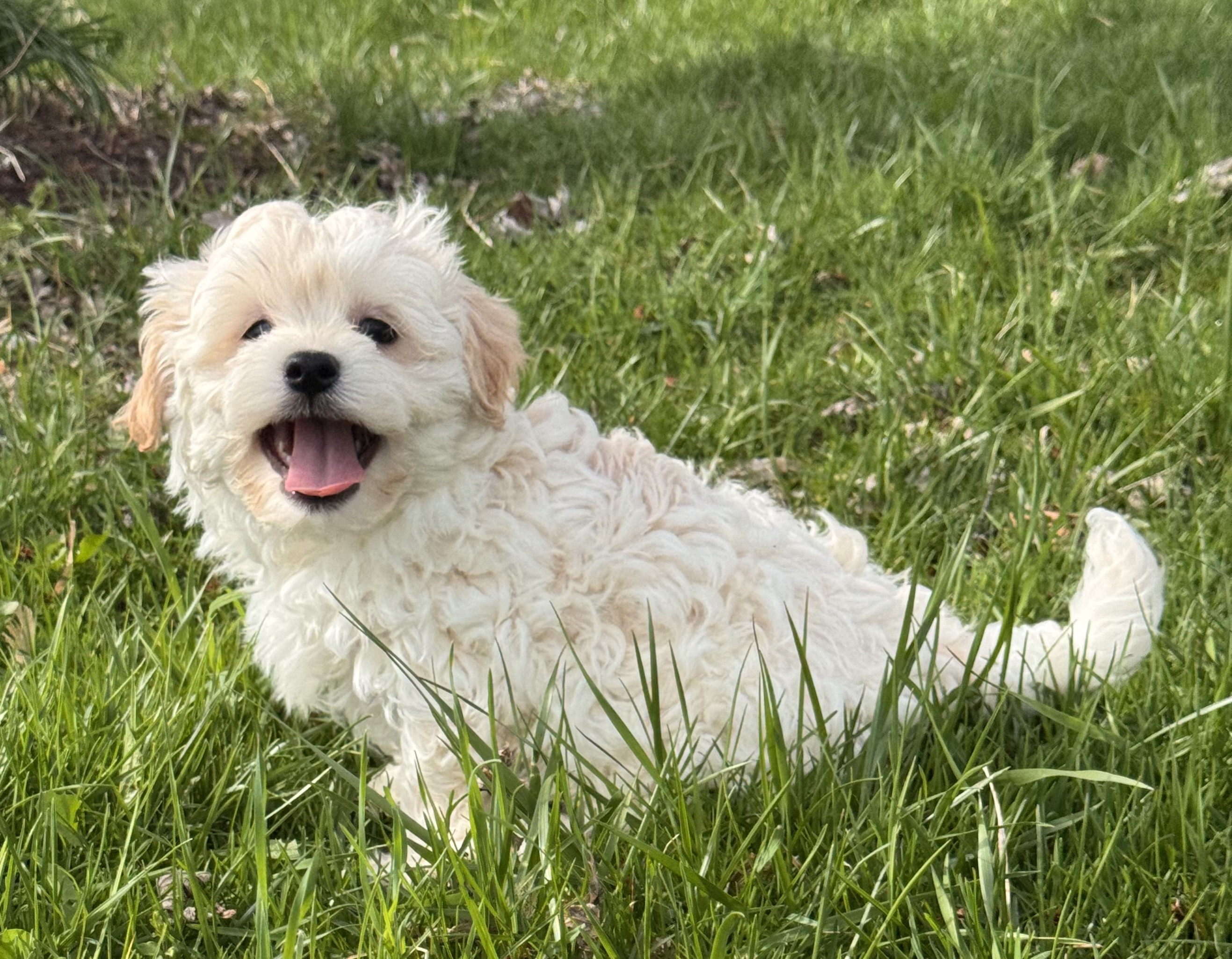 puppy photo