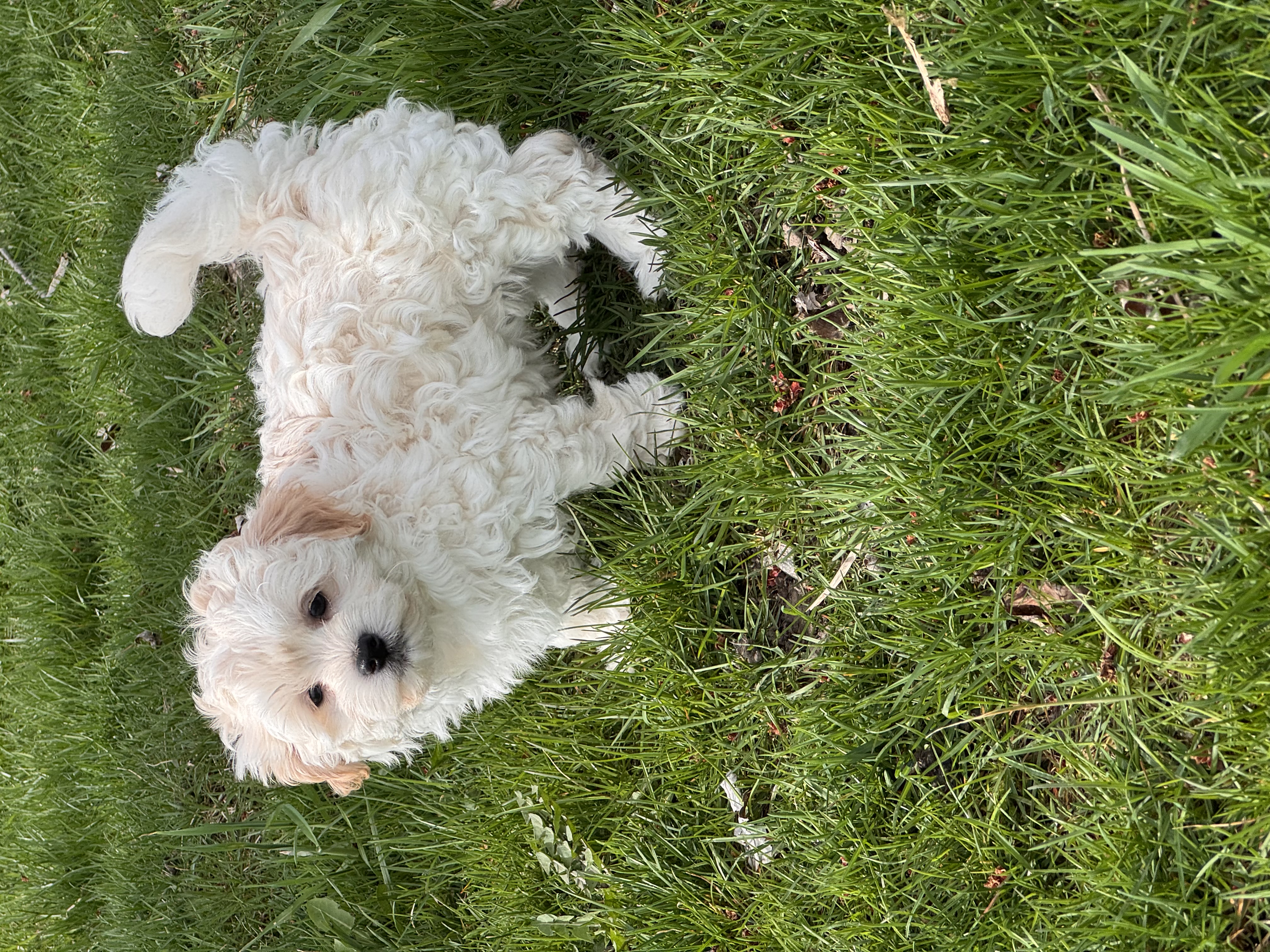 puppy photo