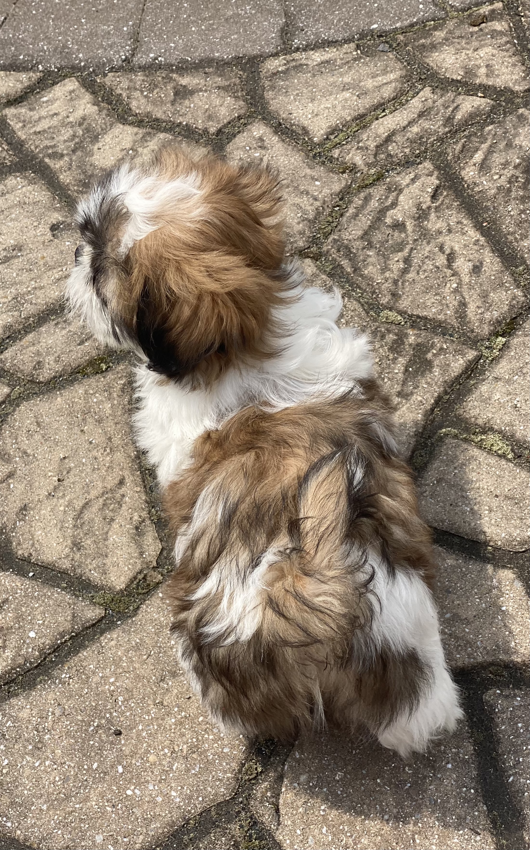 puppy, for, sale, Shih Tzu, Curtis  Martin, dog, breeder, Seneca Falls, NY, dog-breeder, puppy-for-sale, forsale, nearby, find, puppyfind, locator, puppylocator, aca