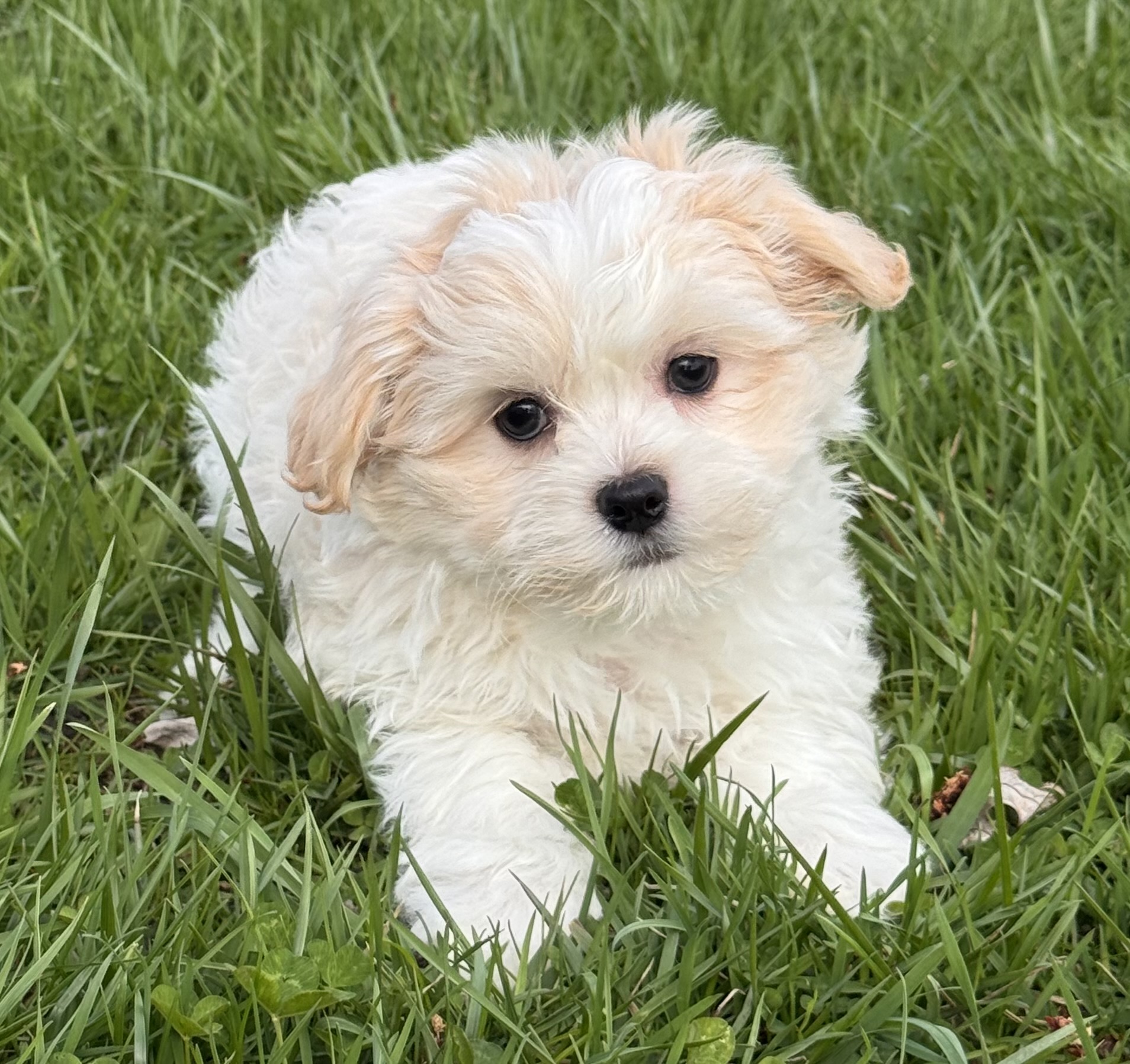 puppy photo