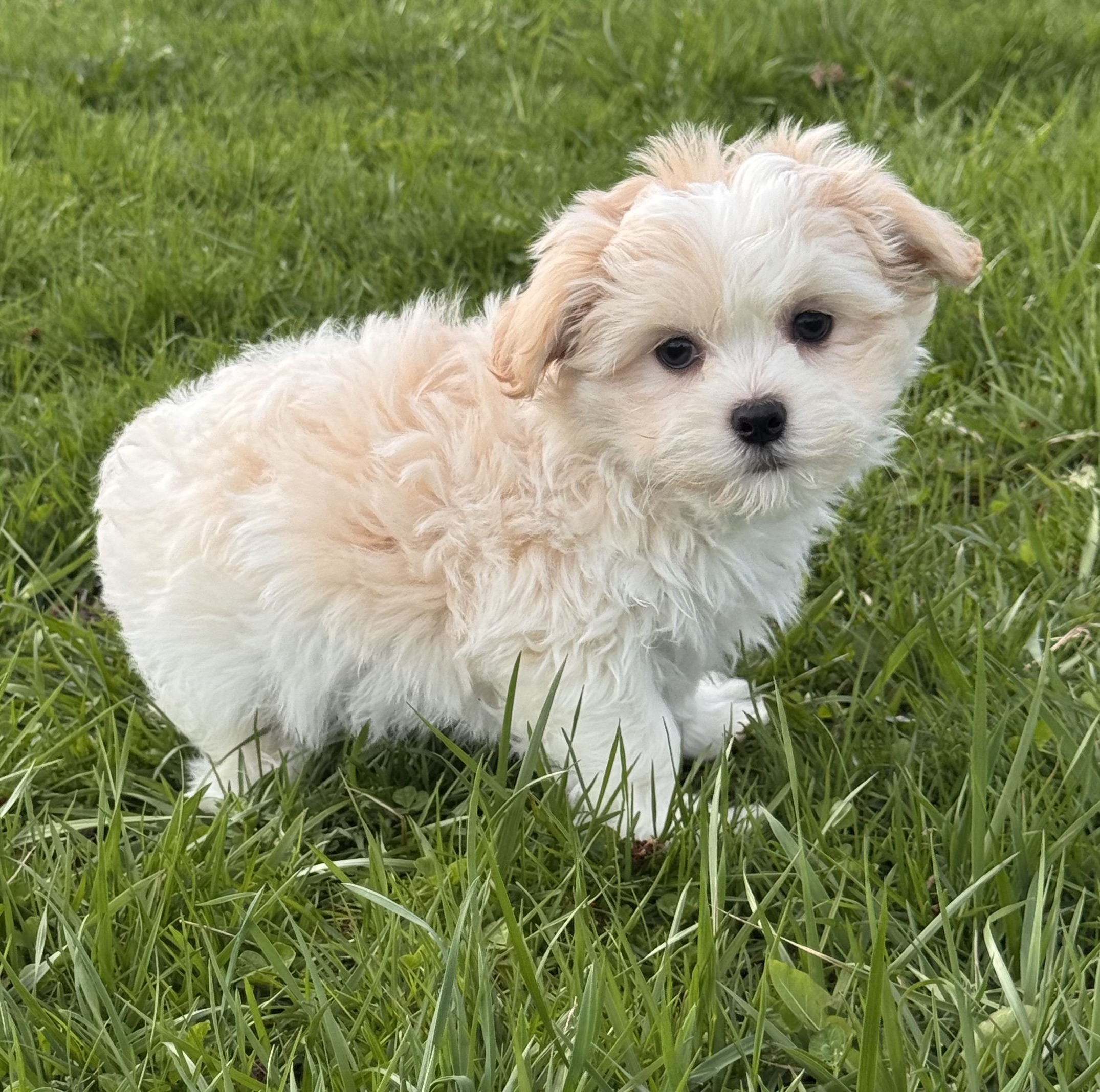 puppy photo