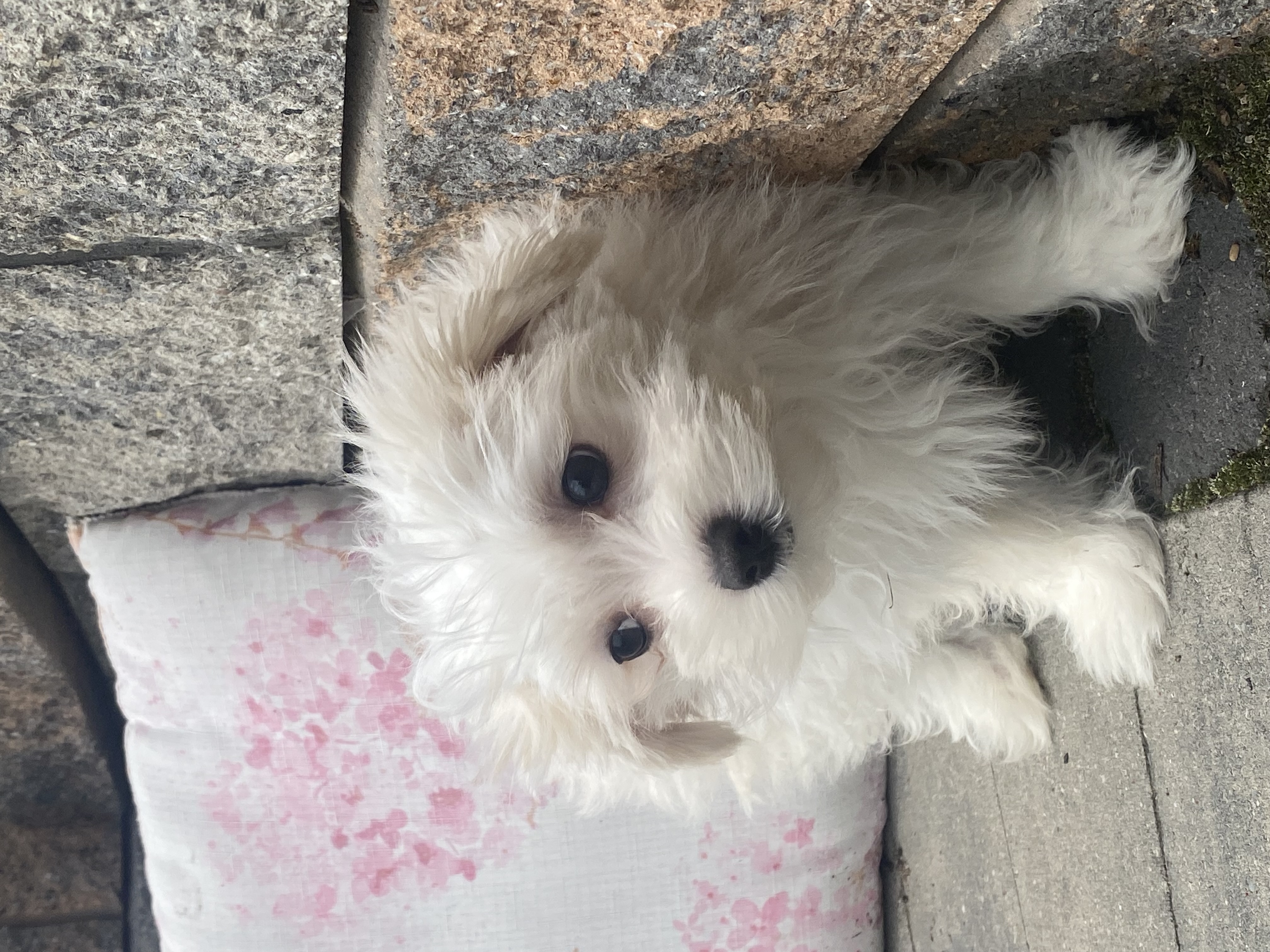 puppy, for, sale, Maltese, Curtis  Martin, dog, breeder, Seneca Falls, NY, dog-breeder, puppy-for-sale, forsale, nearby, find, puppyfind, locator, puppylocator, aca