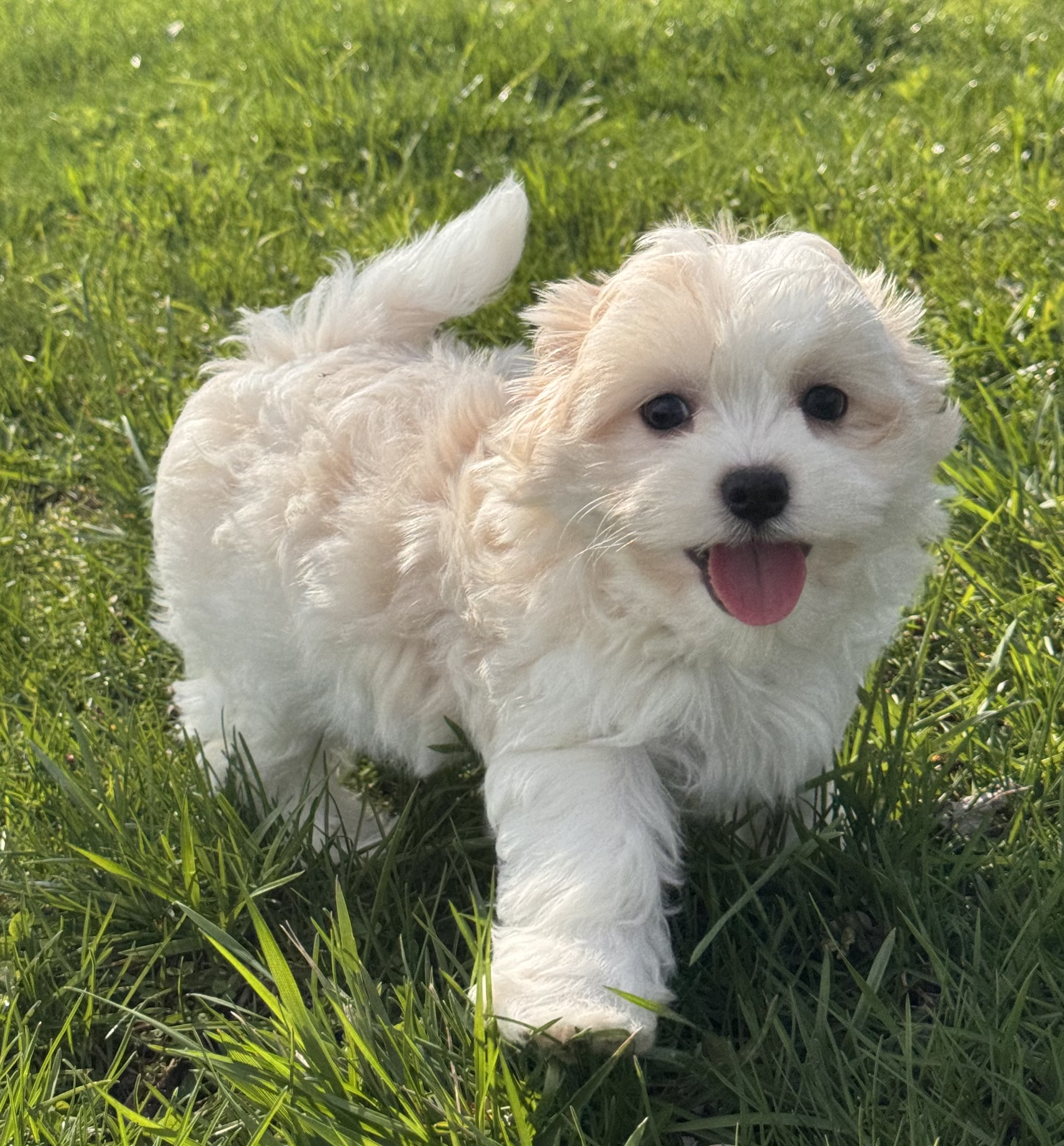 puppy photo