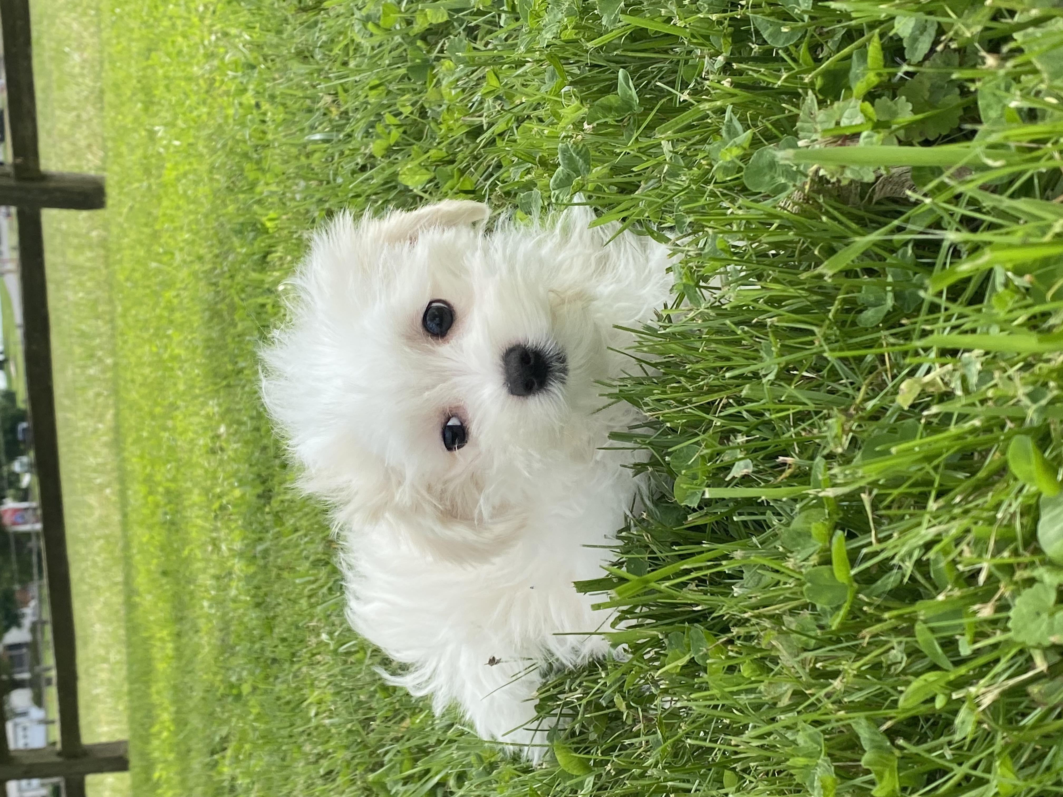 puppy, for, sale, Maltese, Curtis  Martin, dog, breeder, Seneca Falls, NY, dog-breeder, puppy-for-sale, forsale, nearby, find, puppyfind, locator, puppylocator, aca