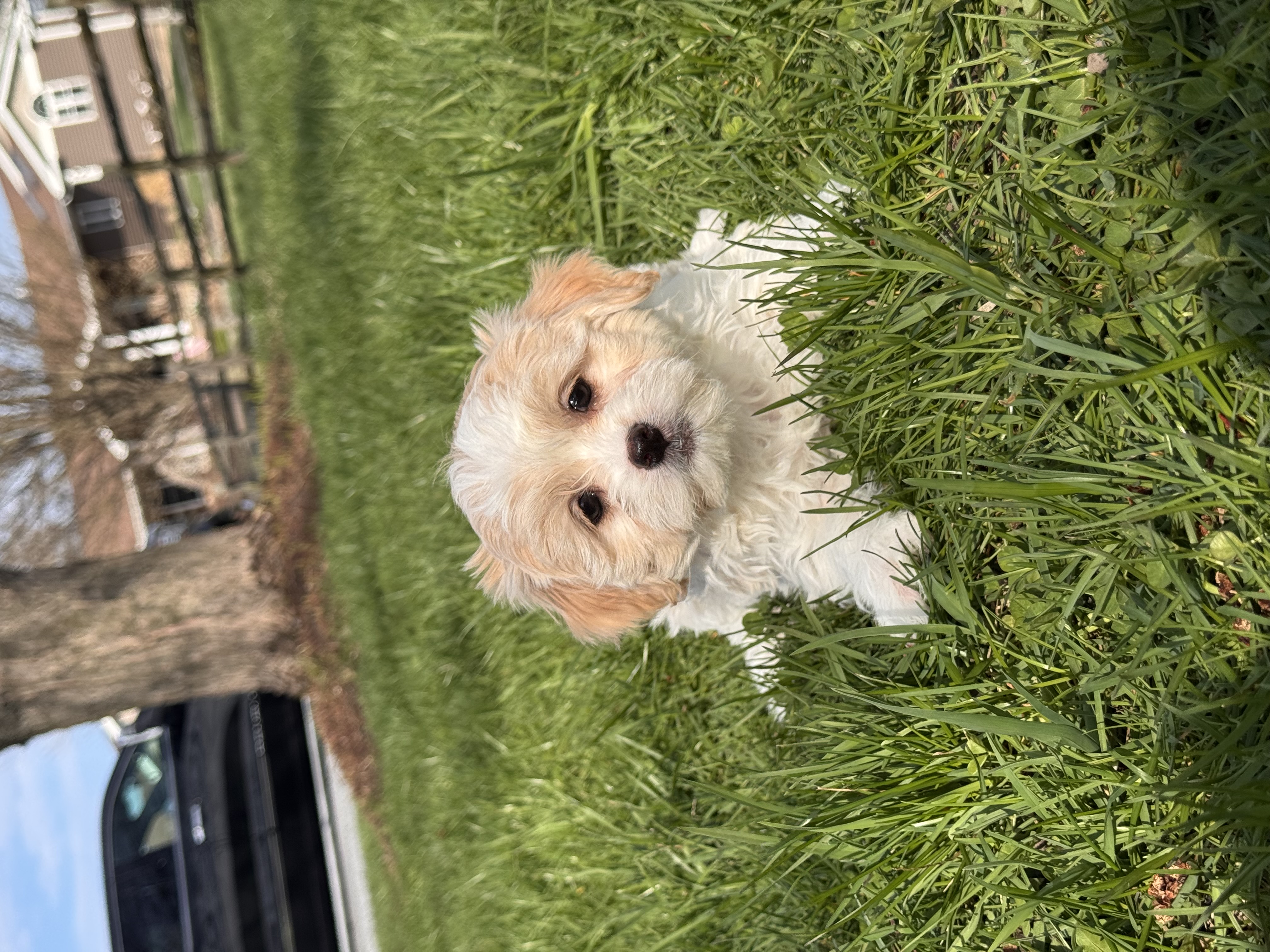 puppy photo