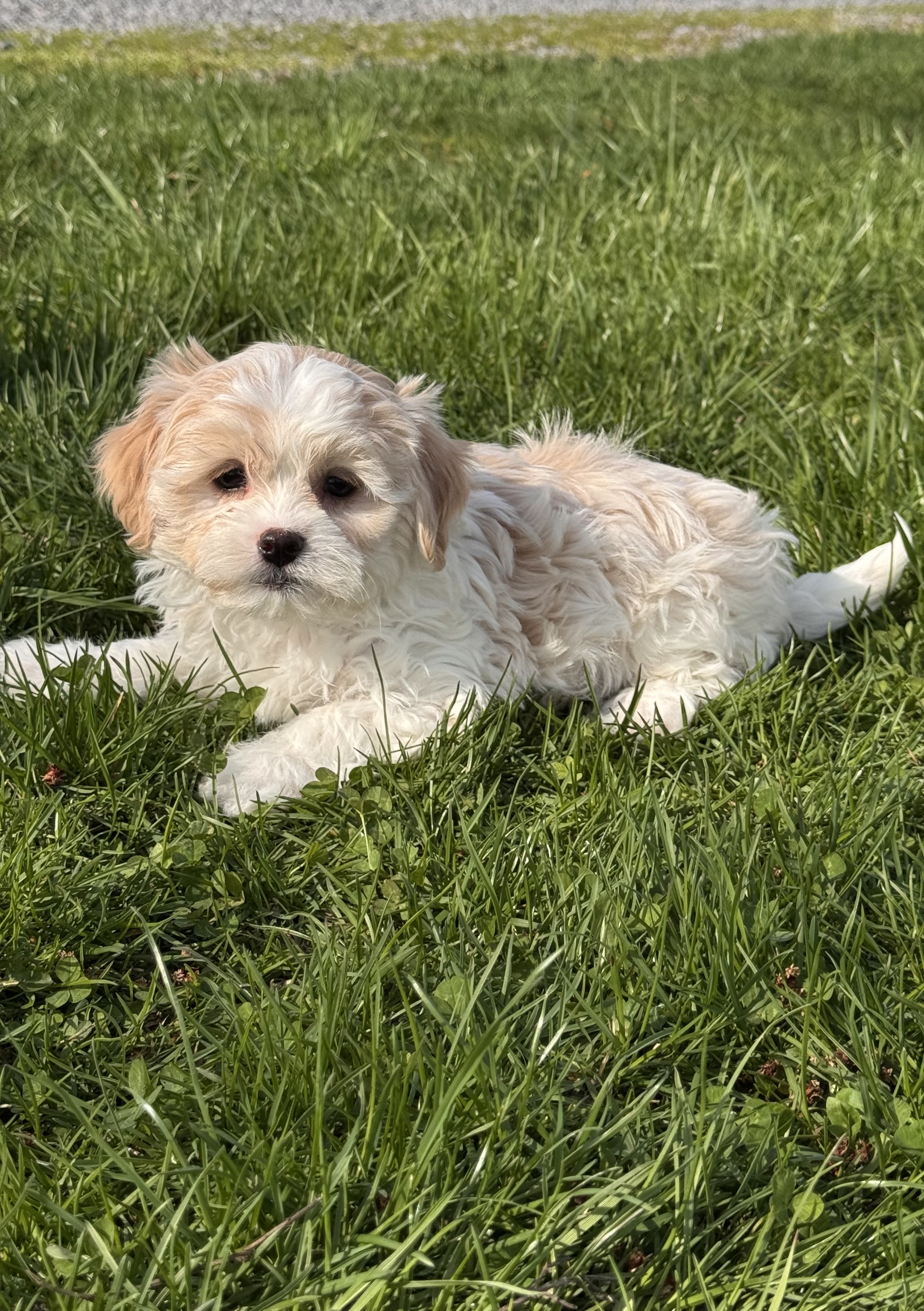 puppy photo