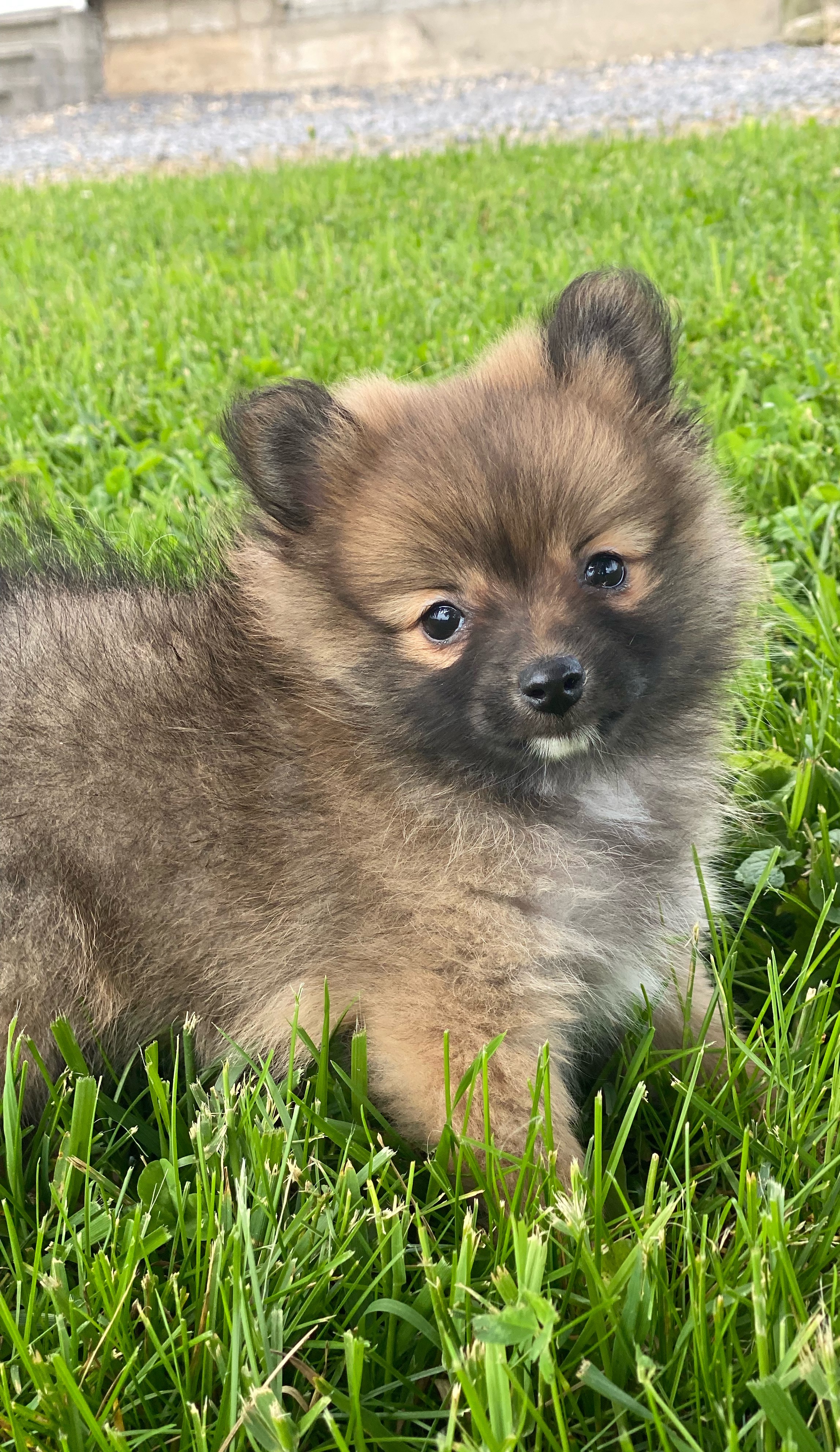 puppy, for, sale, Pomeranian, Curtis  Martin, dog, breeder, Seneca Falls, NY, dog-breeder, puppy-for-sale, forsale, nearby, find, puppyfind, locator, puppylocator, aca