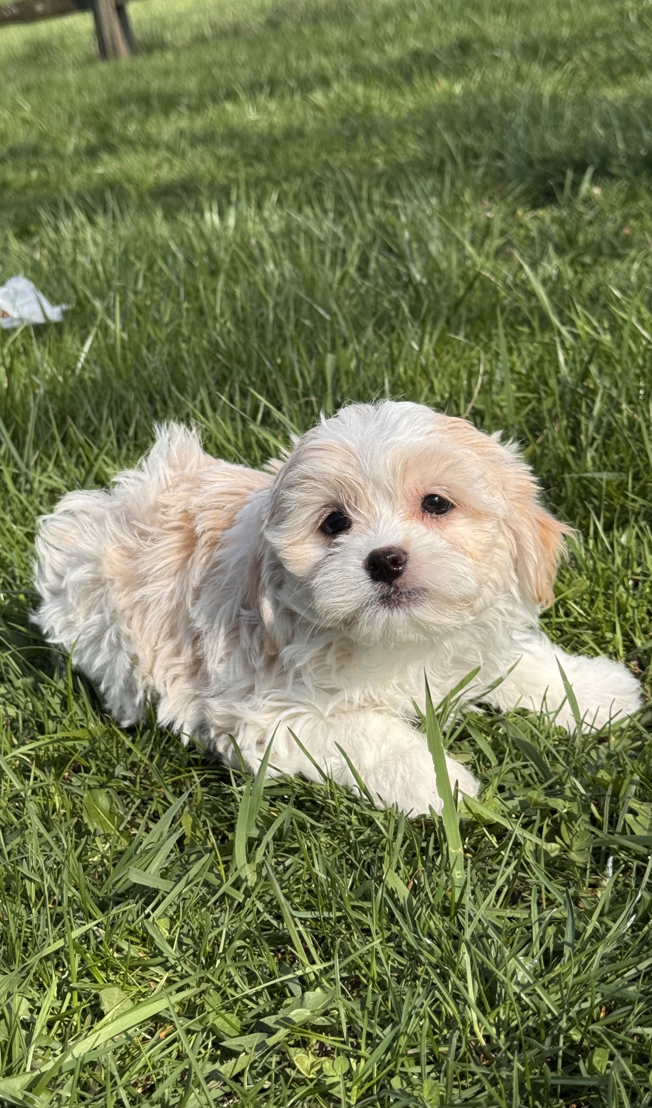 puppy photo