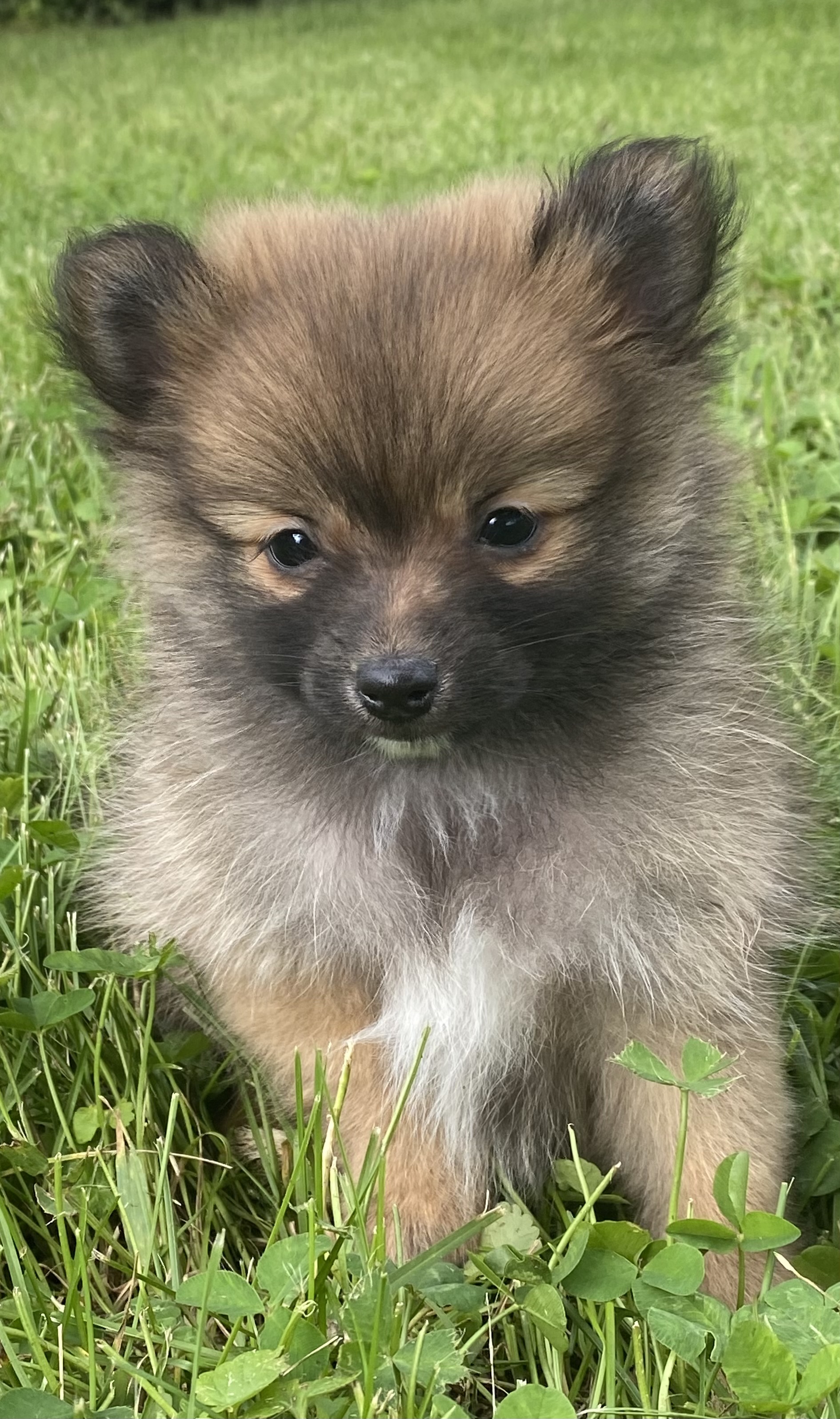 puppy, for, sale, Pomeranian, Curtis  Martin, dog, breeder, Seneca Falls, NY, dog-breeder, puppy-for-sale, forsale, nearby, find, puppyfind, locator, puppylocator, aca