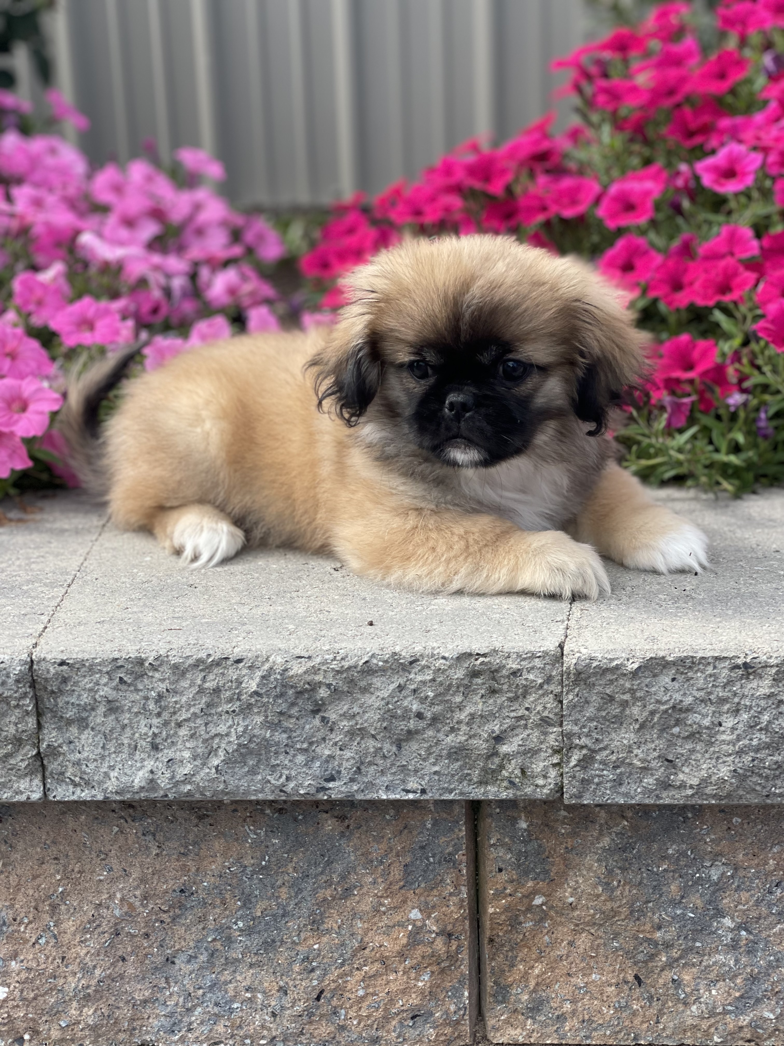 puppy photo
