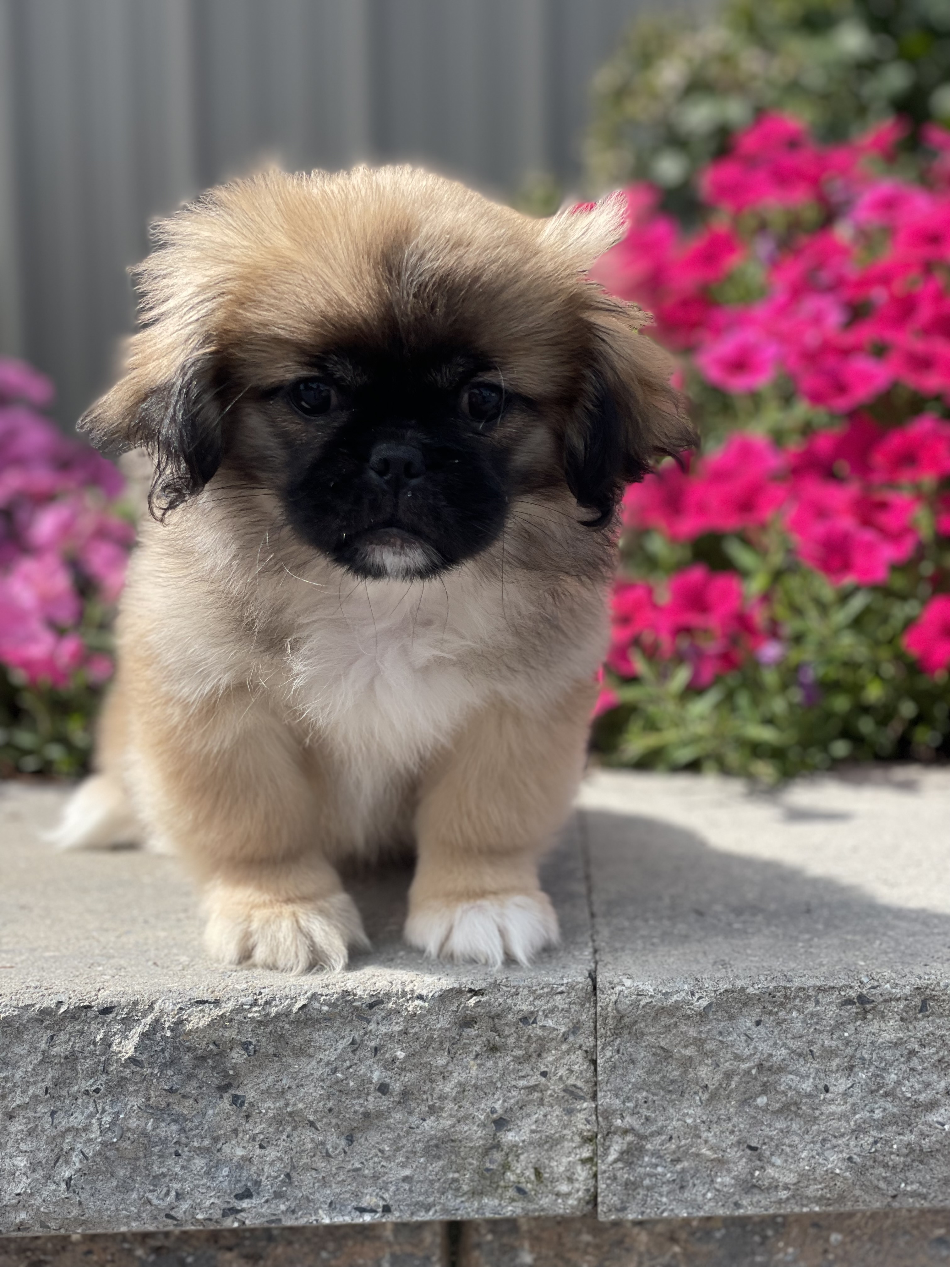 puppy photo