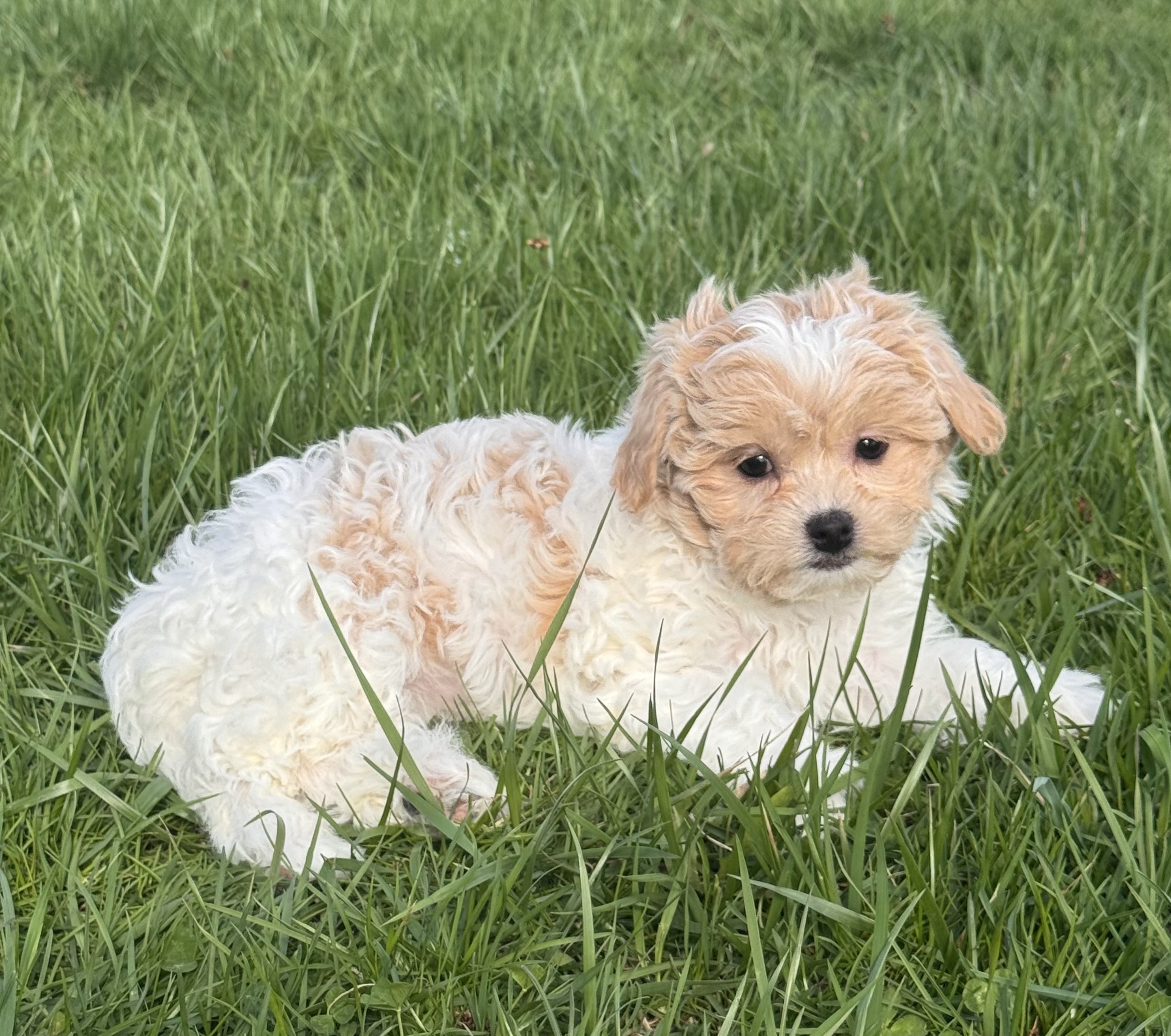 puppy photo