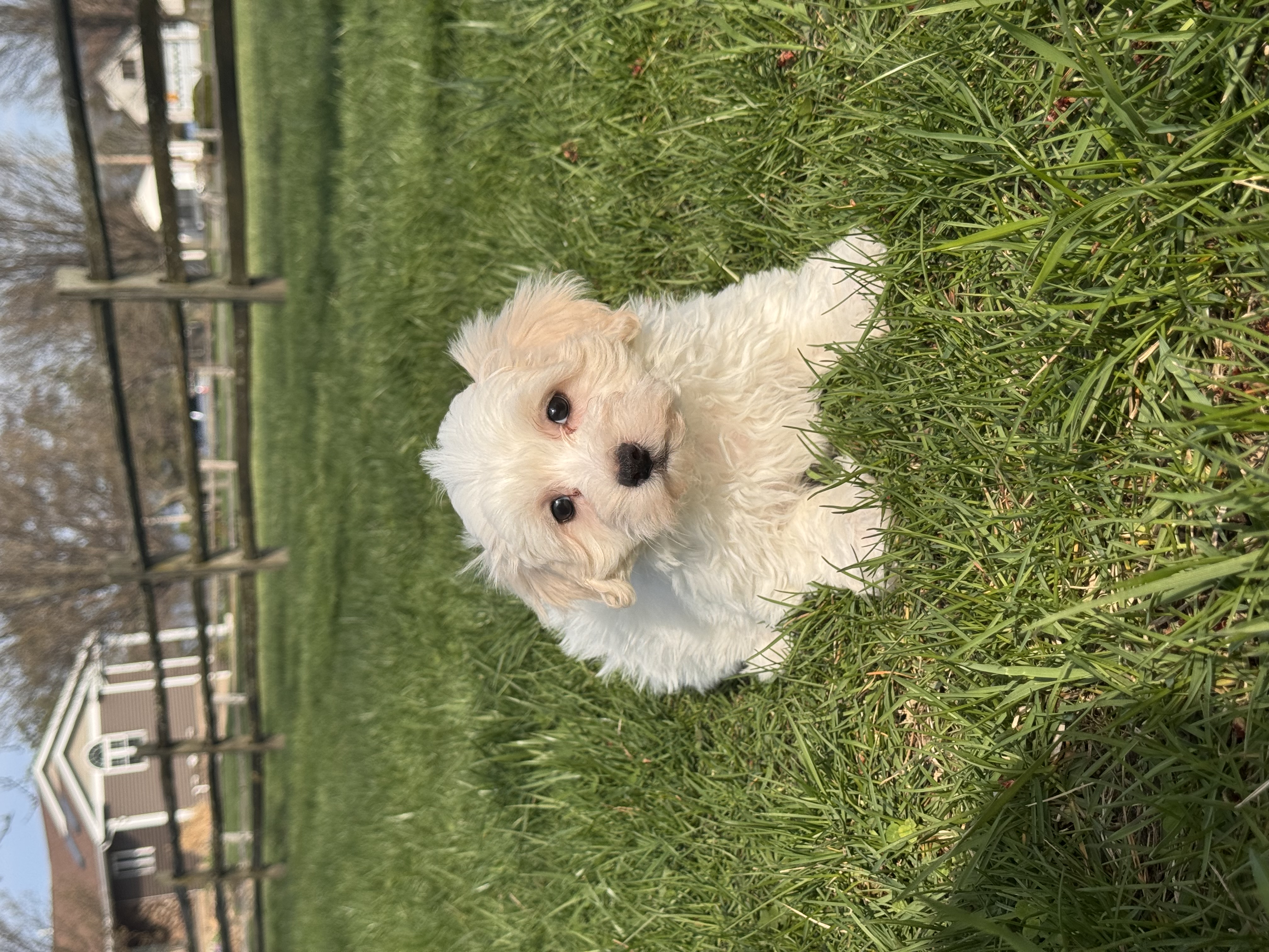 puppy photo
