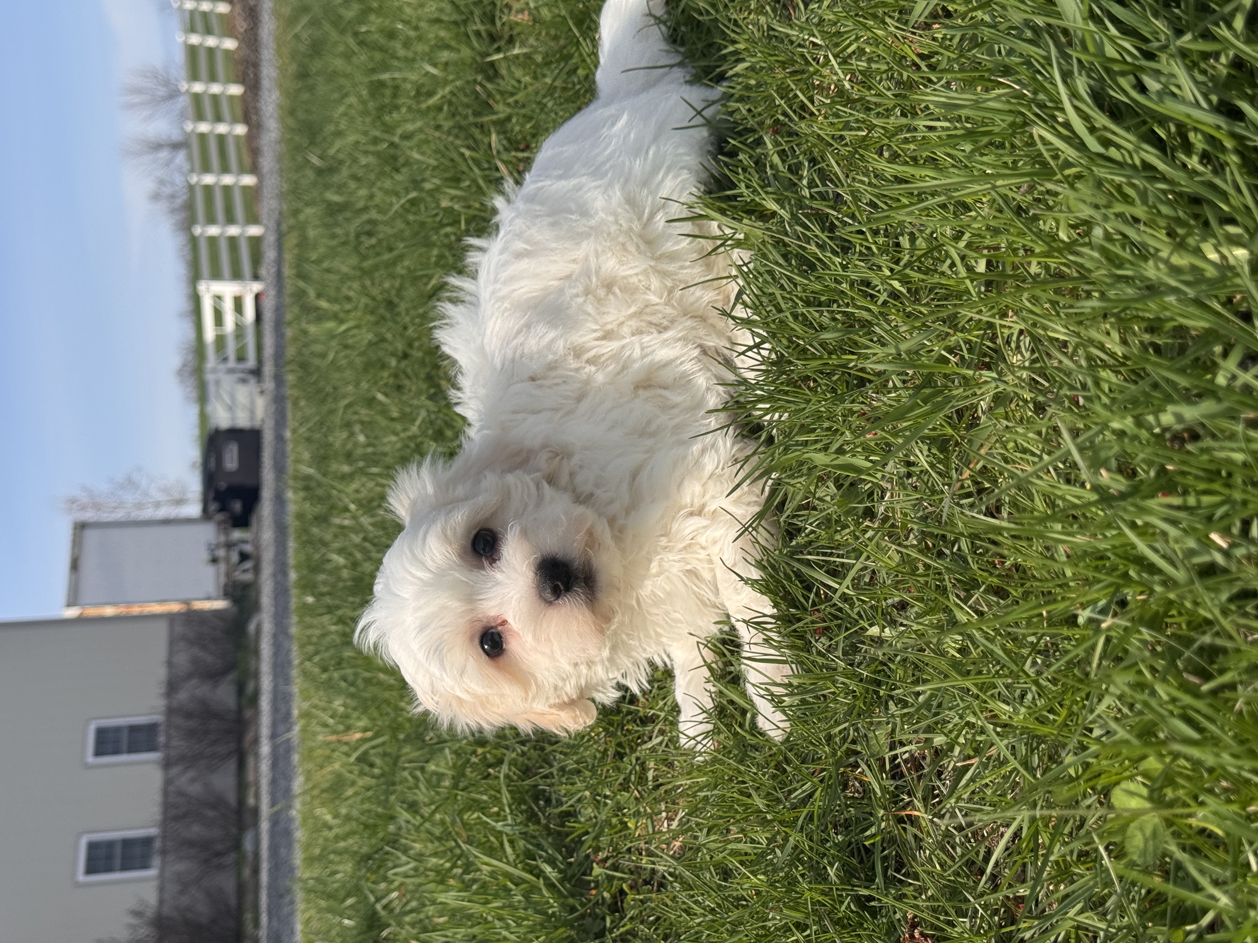 puppy photo
