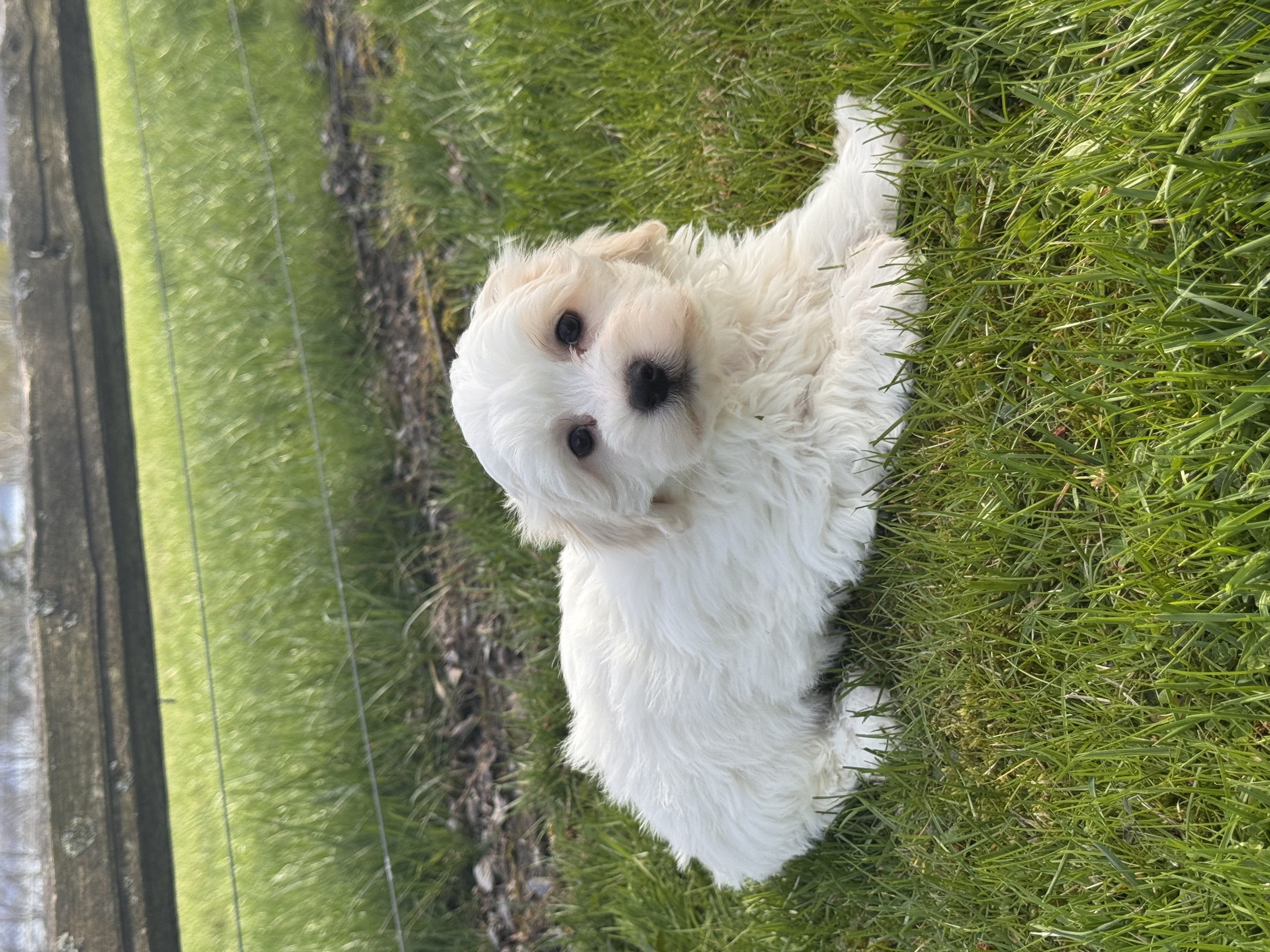 puppy photo