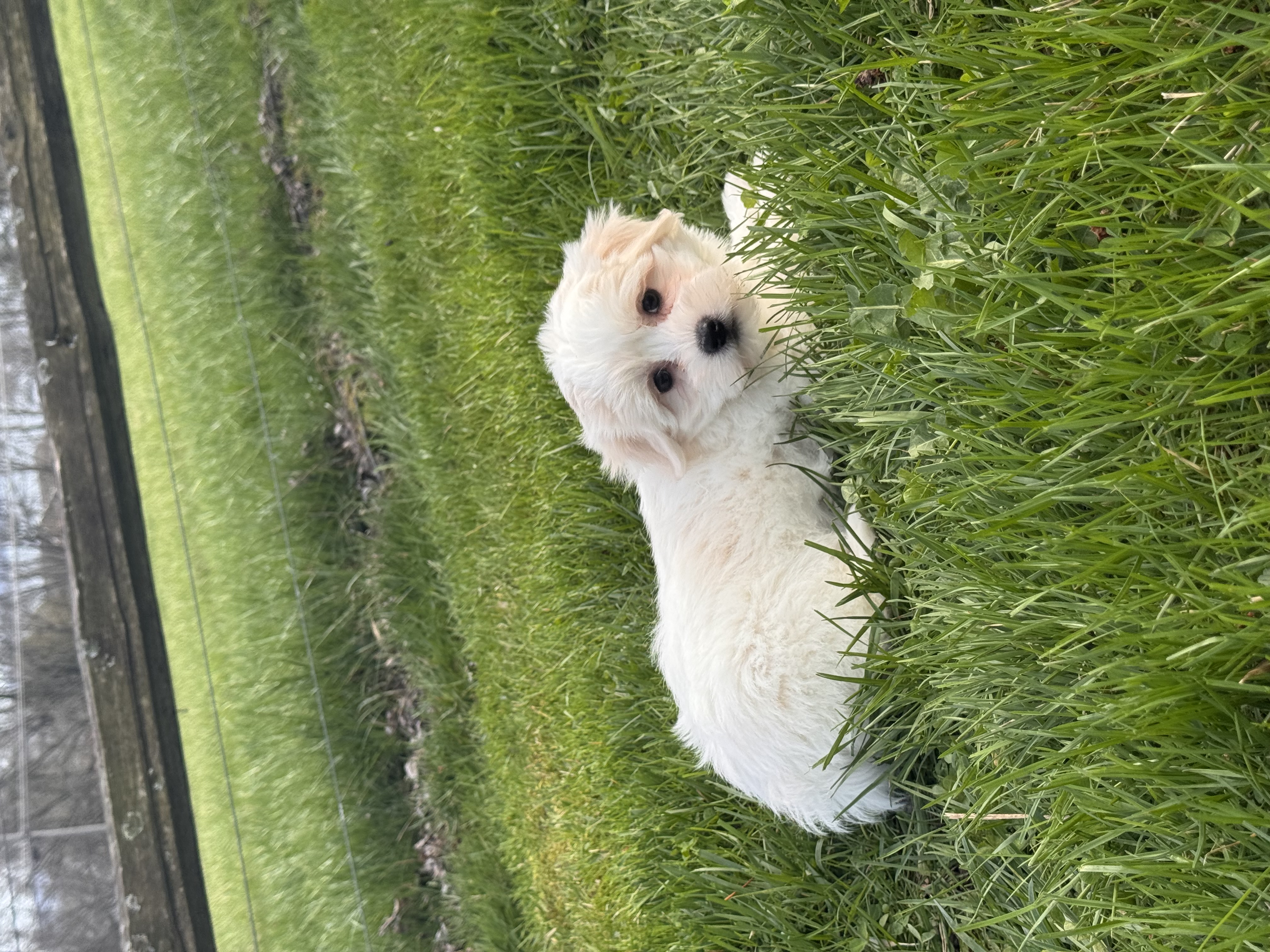 puppy photo