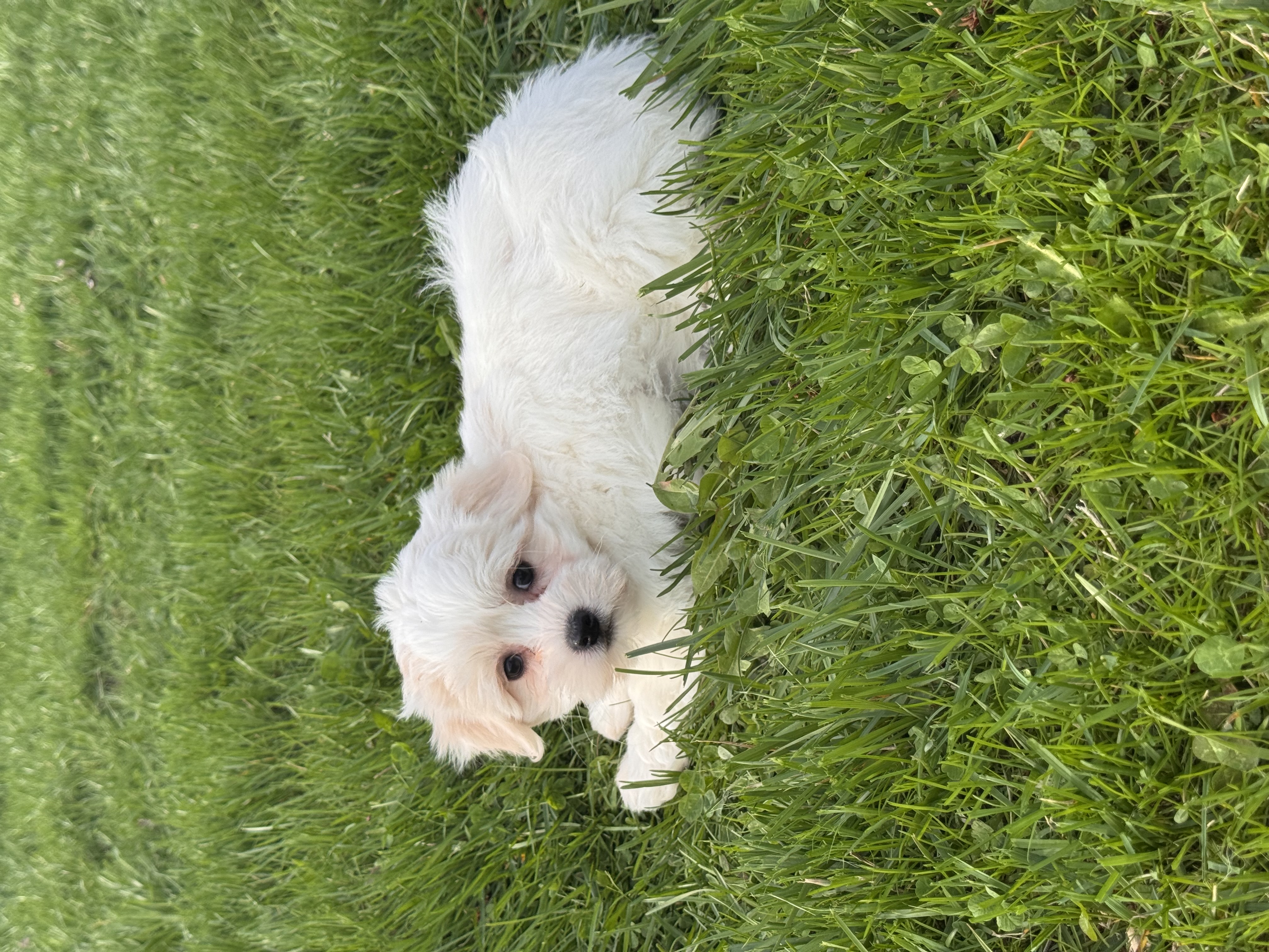 puppy photo