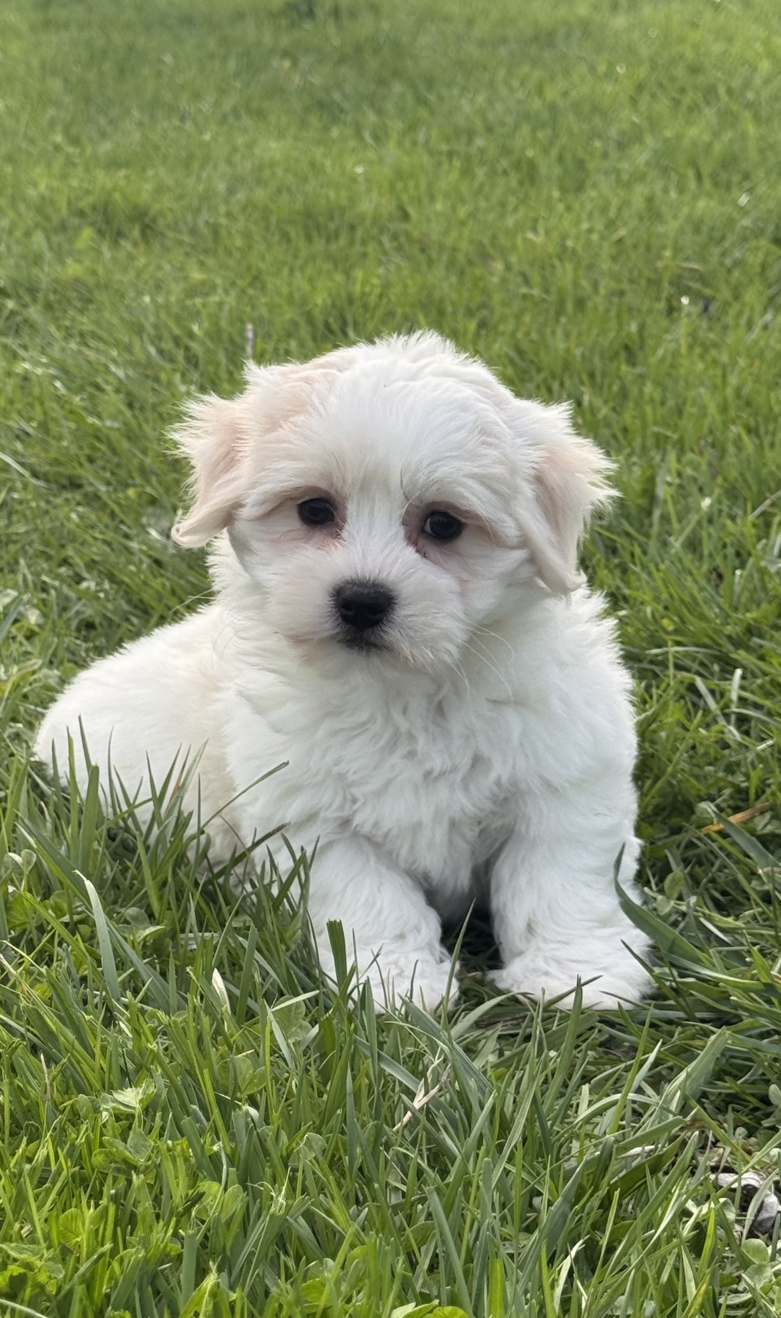 puppy photo