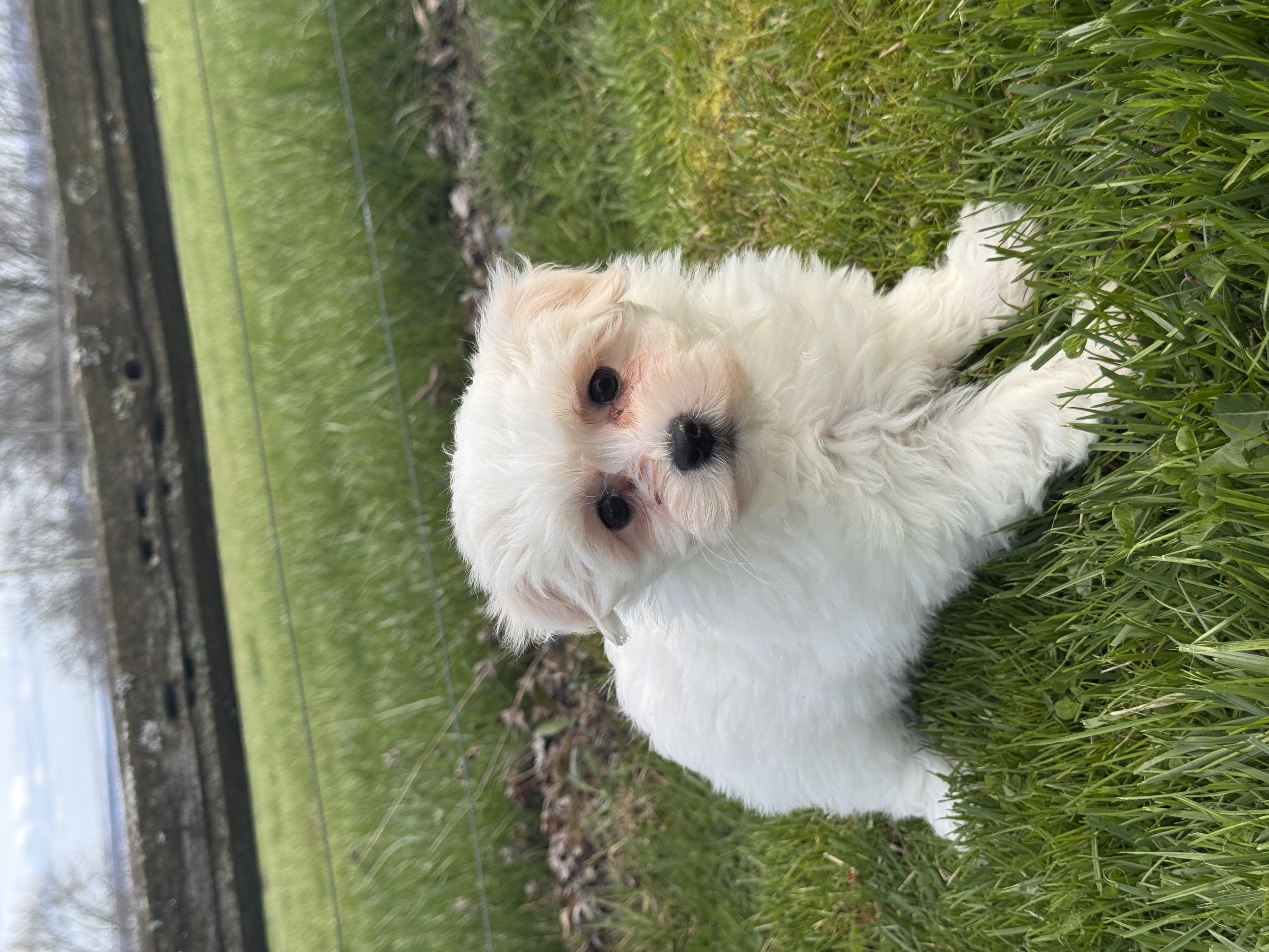 puppy photo