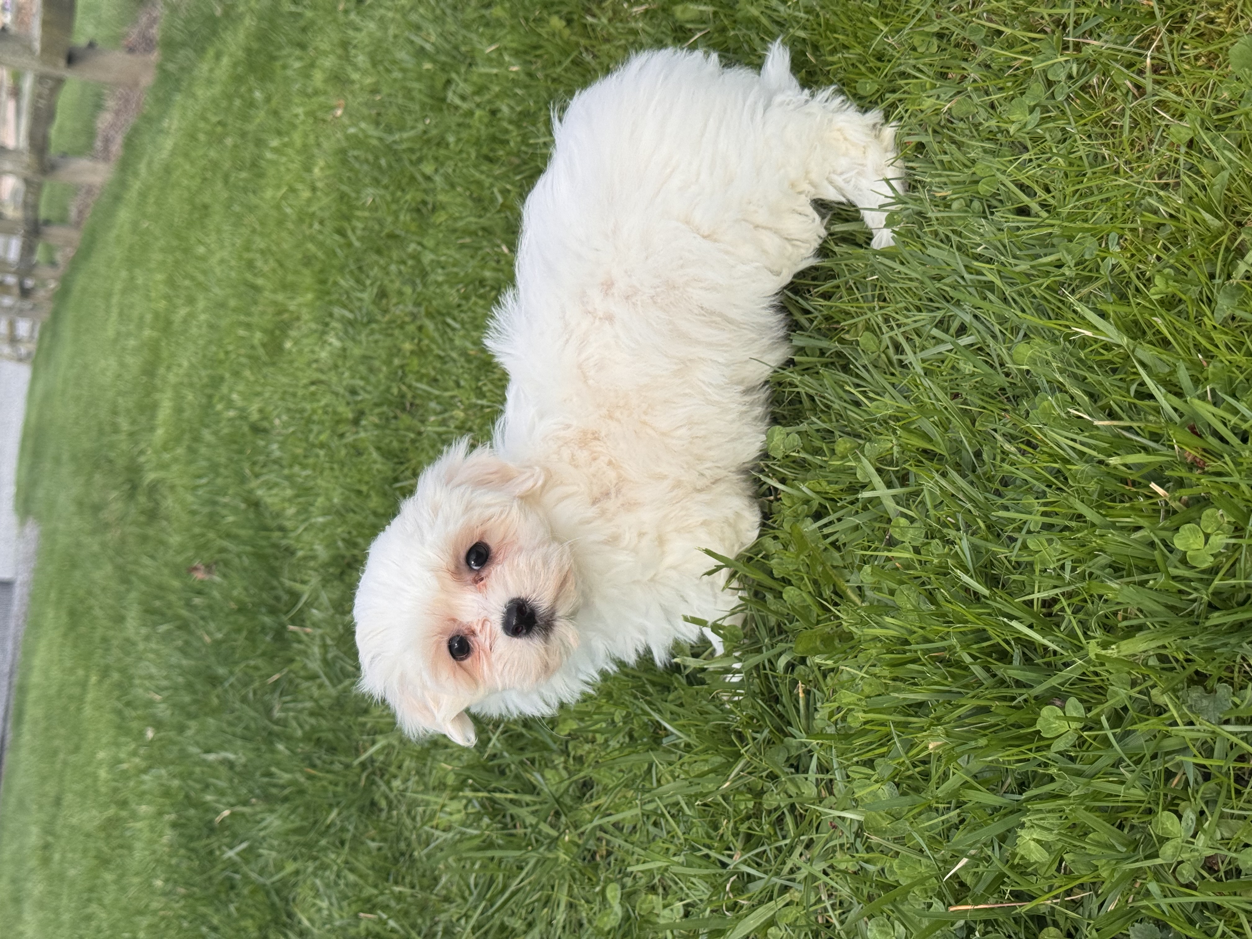 puppy photo