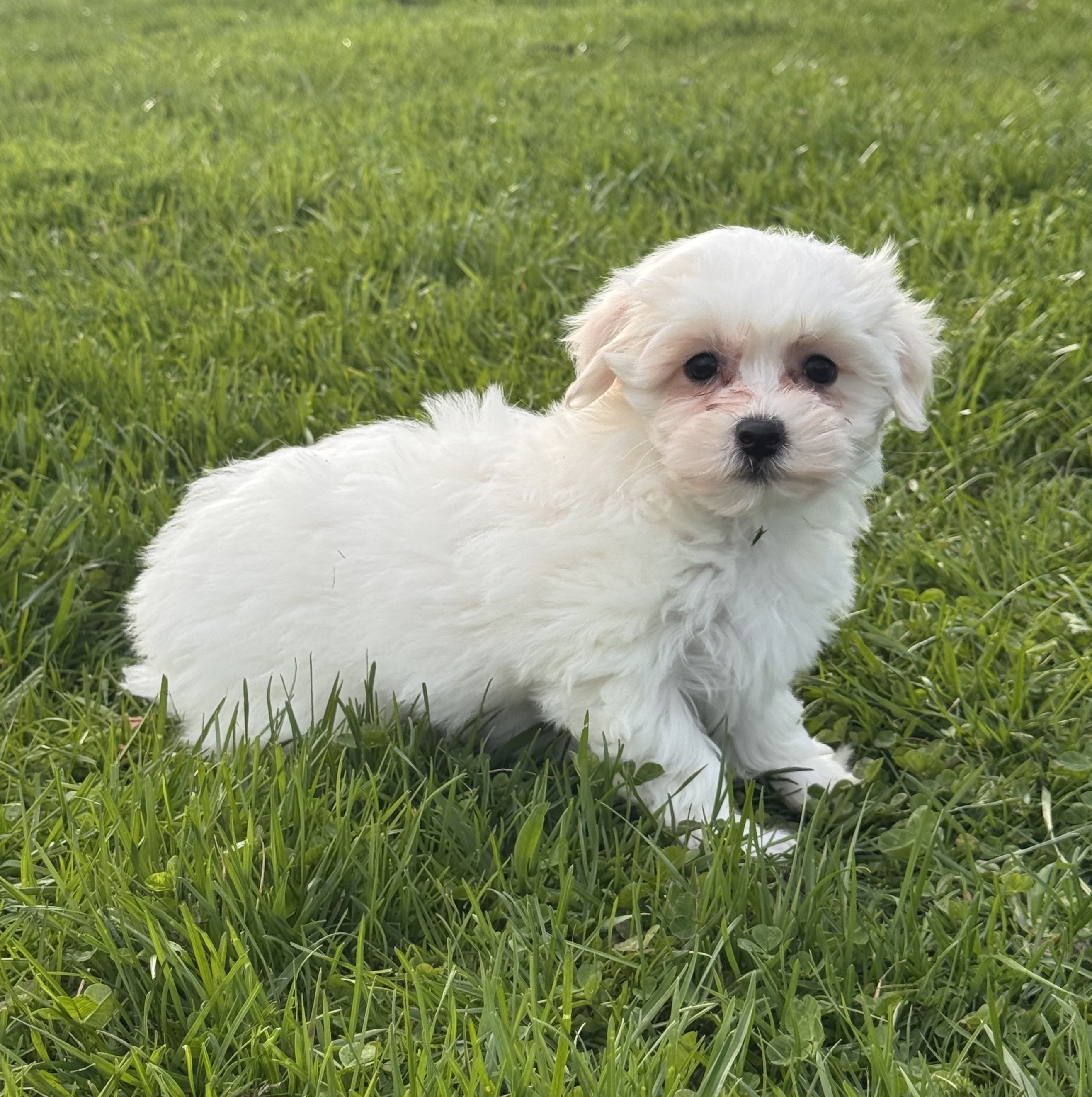 puppy photo