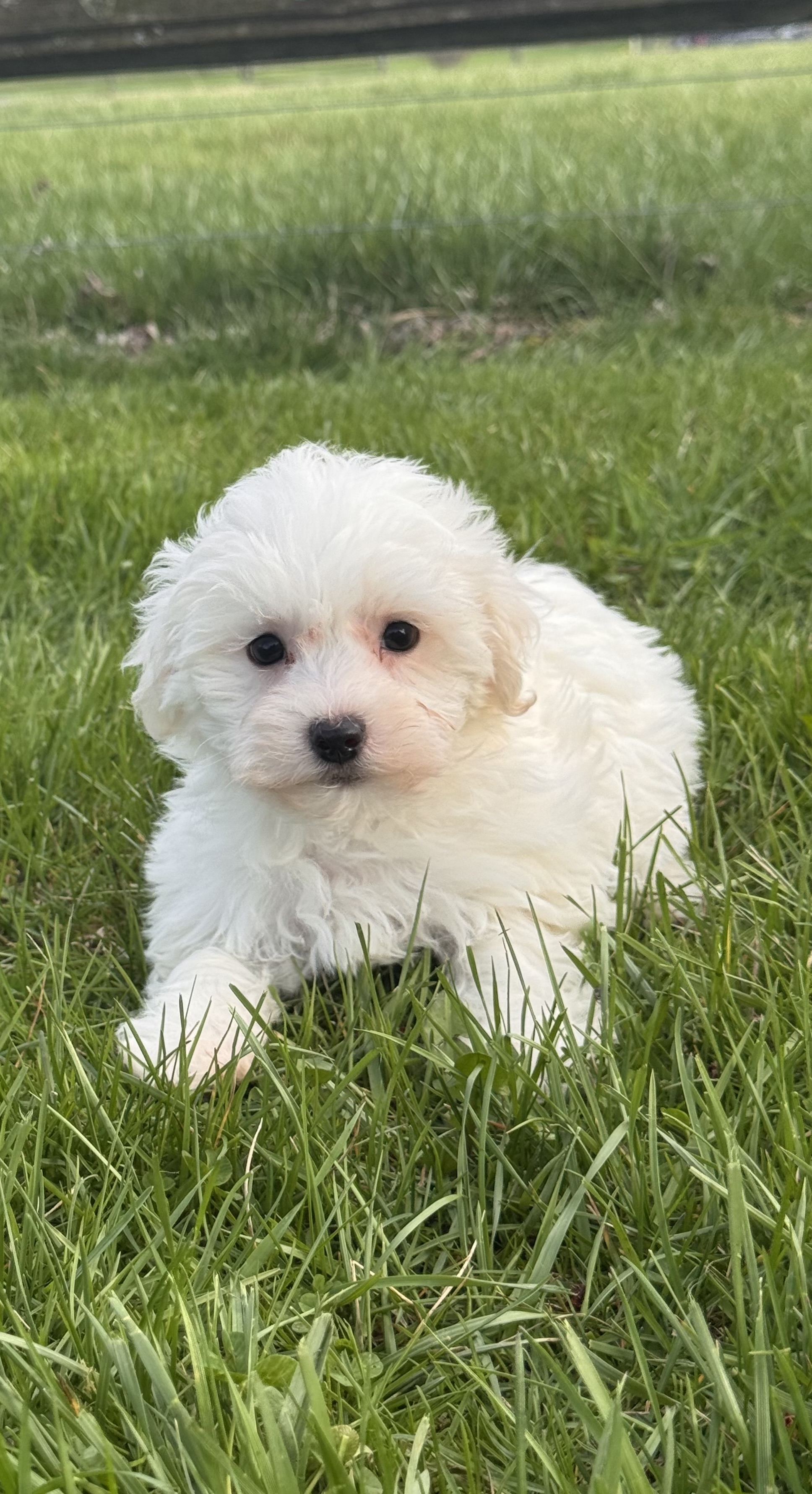 puppy photo
