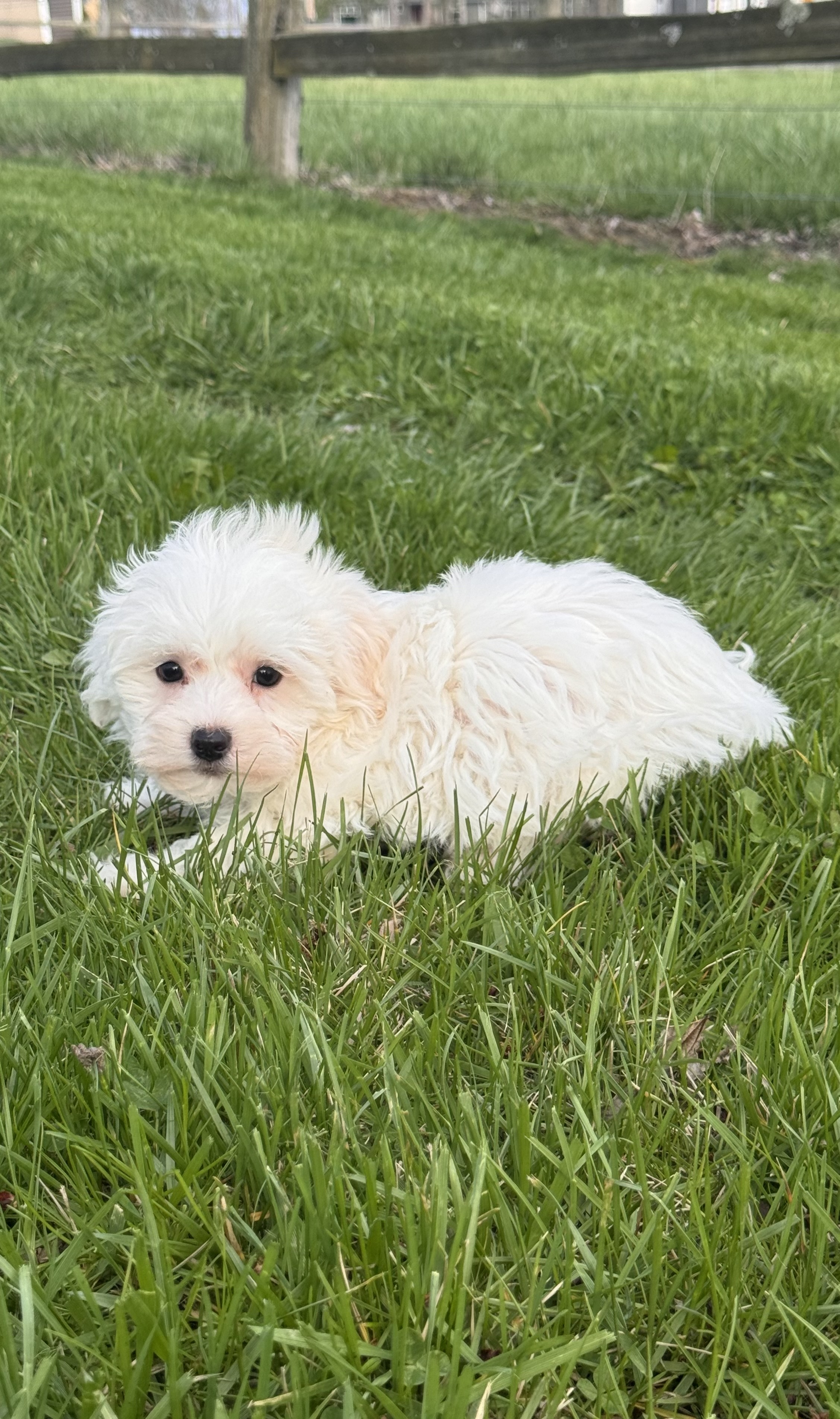 puppy photo
