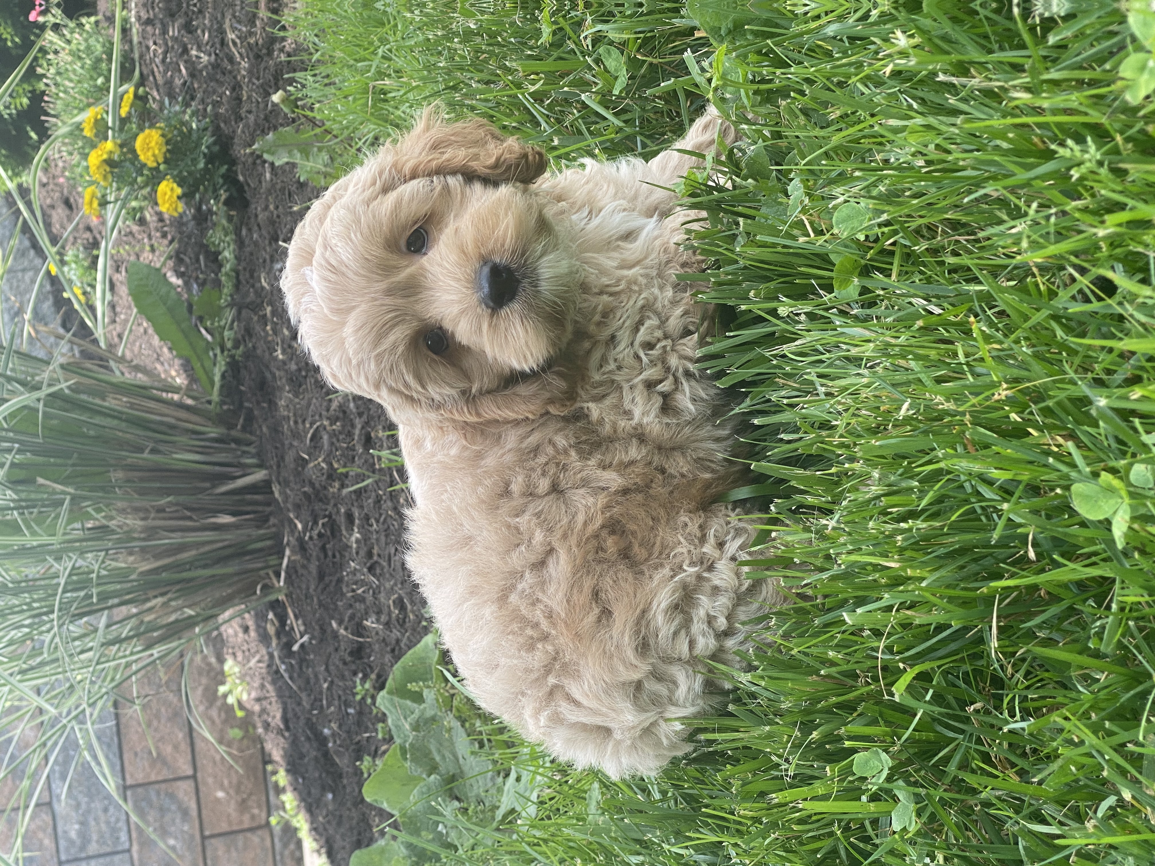 puppy, for, sale, Cocka Poo, Curtis  Martin, dog, breeder, Seneca Falls, NY, dog-breeder, puppy-for-sale, forsale, nearby, find, puppyfind, locator, puppylocator, aca
