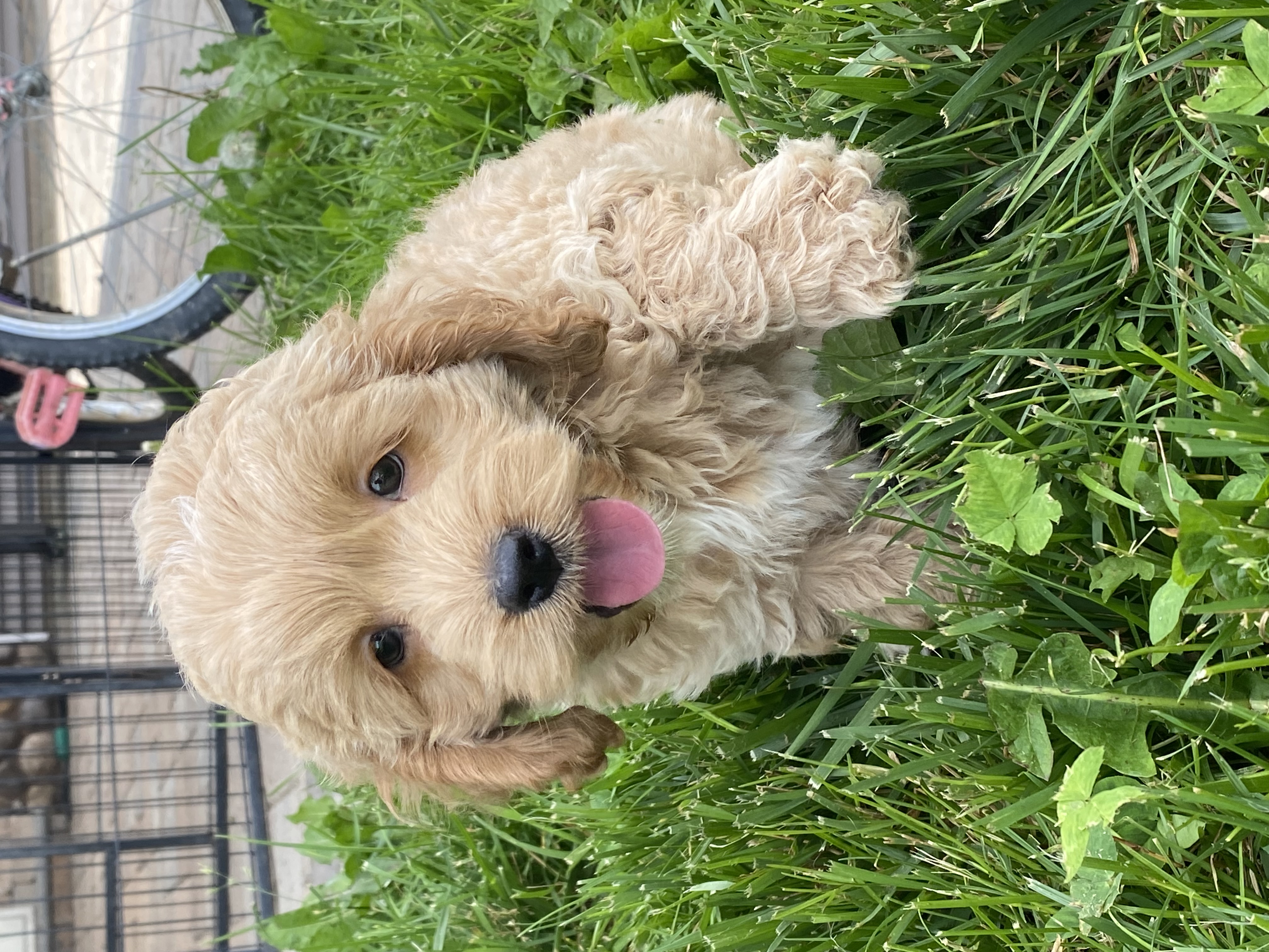 puppy, for, sale, Cocka Poo, Curtis  Martin, dog, breeder, Seneca Falls, NY, dog-breeder, puppy-for-sale, forsale, nearby, find, puppyfind, locator, puppylocator, aca