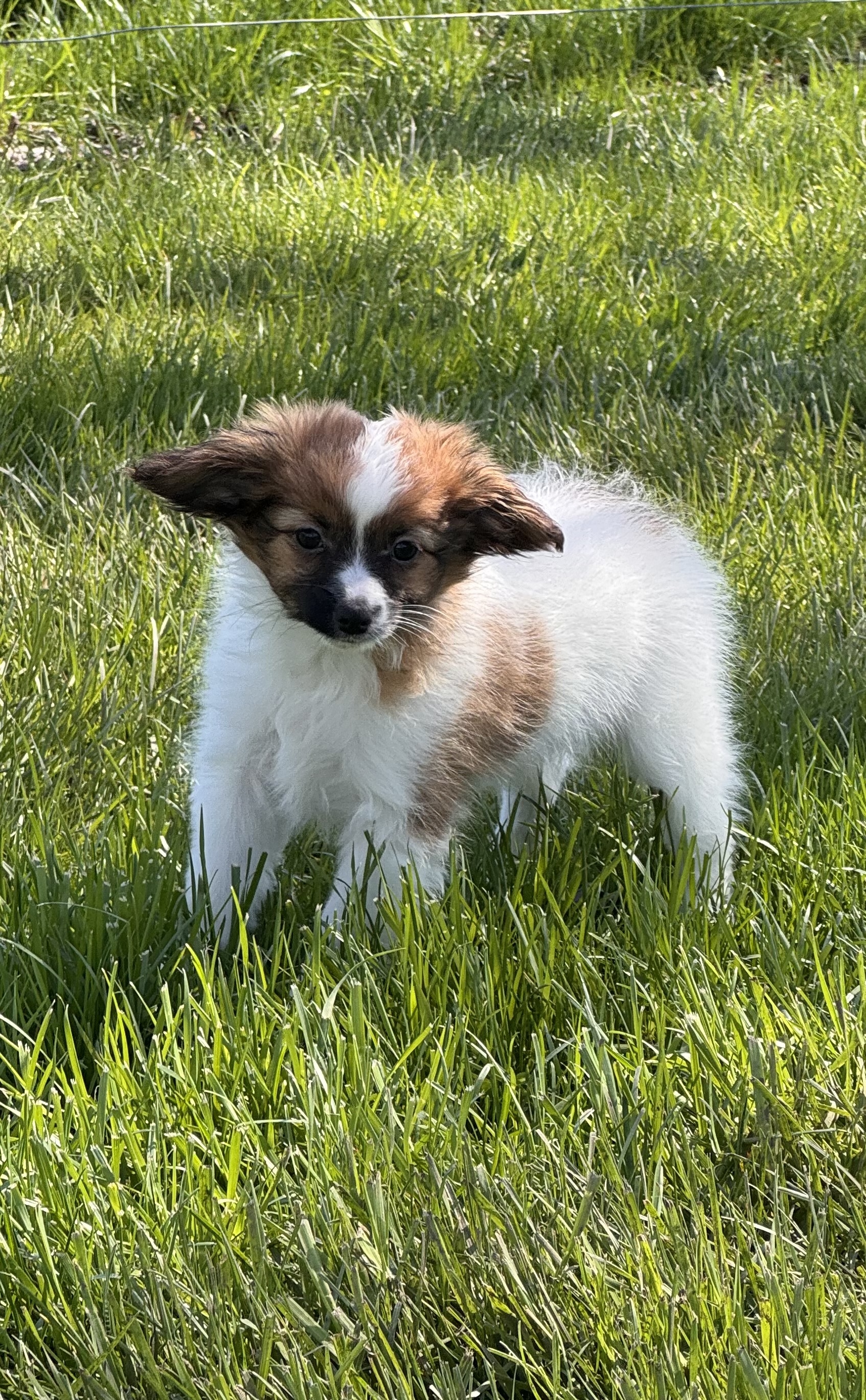 puppy photo