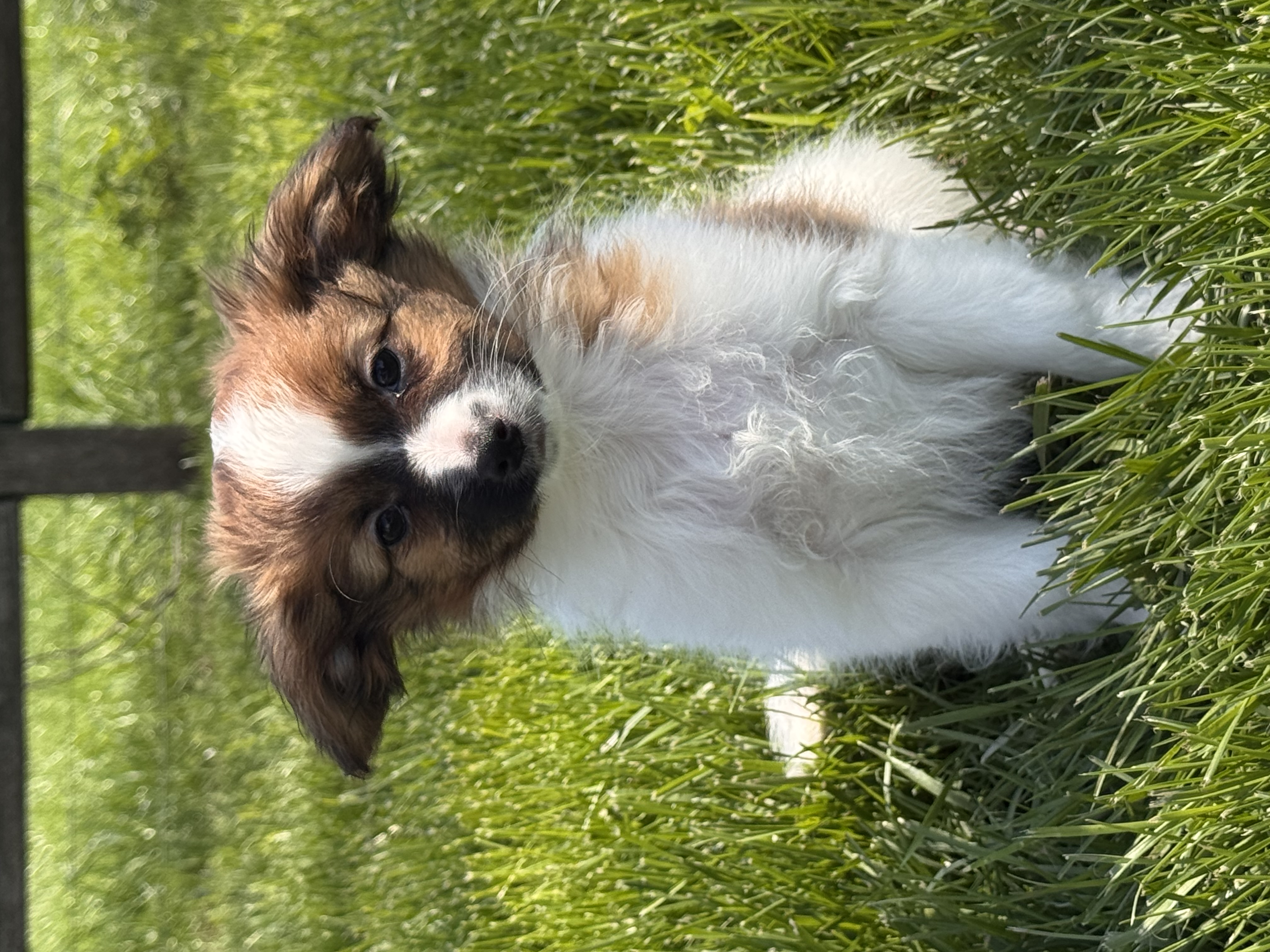 puppy photo