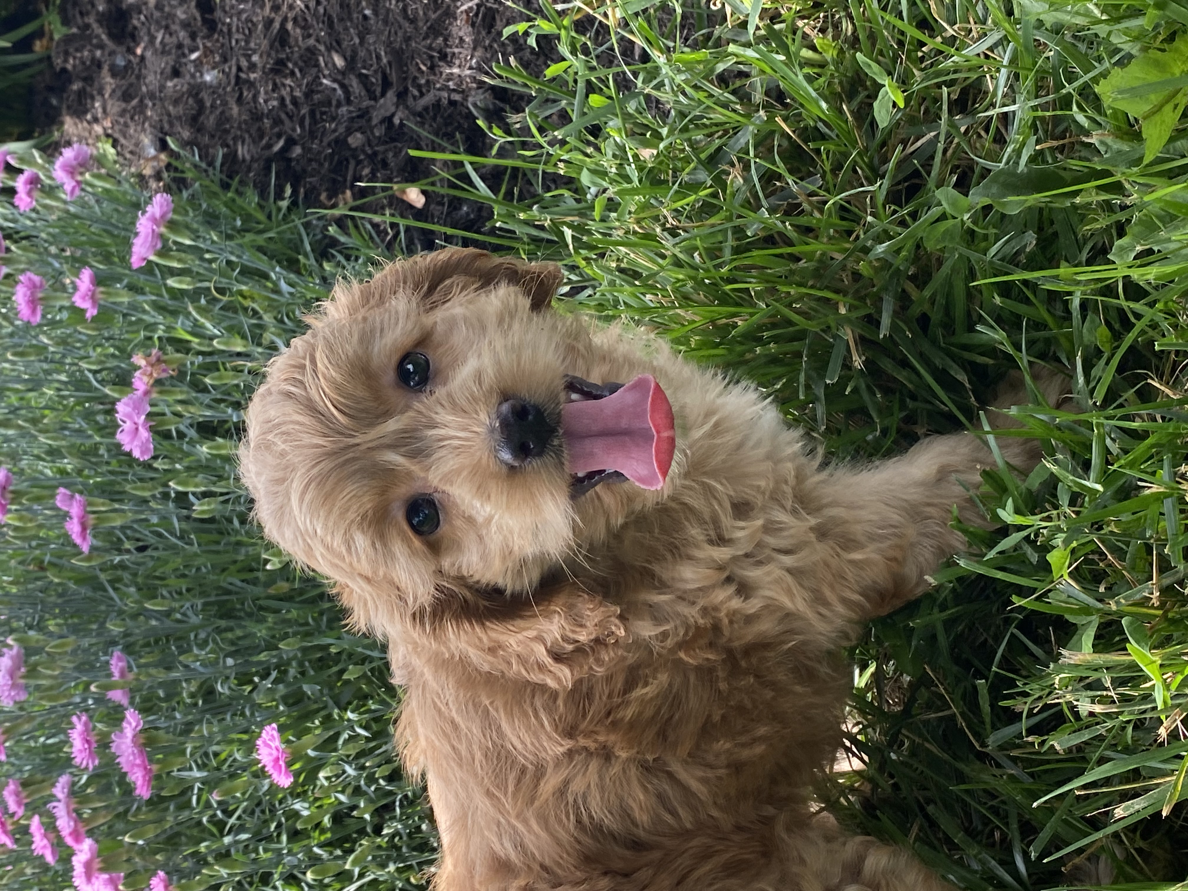 puppy, for, sale, Cocka Poo, Curtis  Martin, dog, breeder, Seneca Falls, NY, dog-breeder, puppy-for-sale, forsale, nearby, find, puppyfind, locator, puppylocator, aca