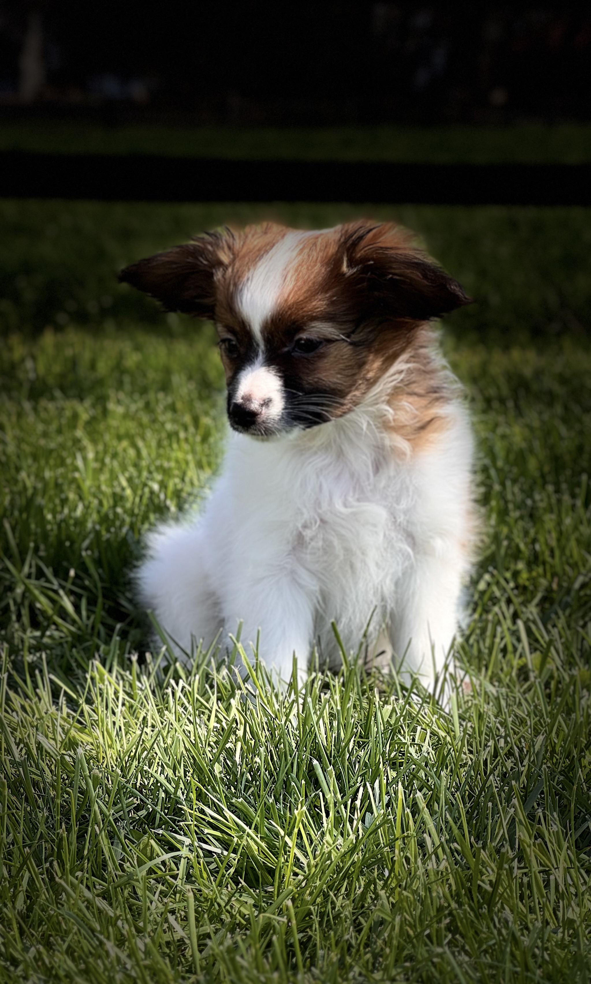 puppy photo
