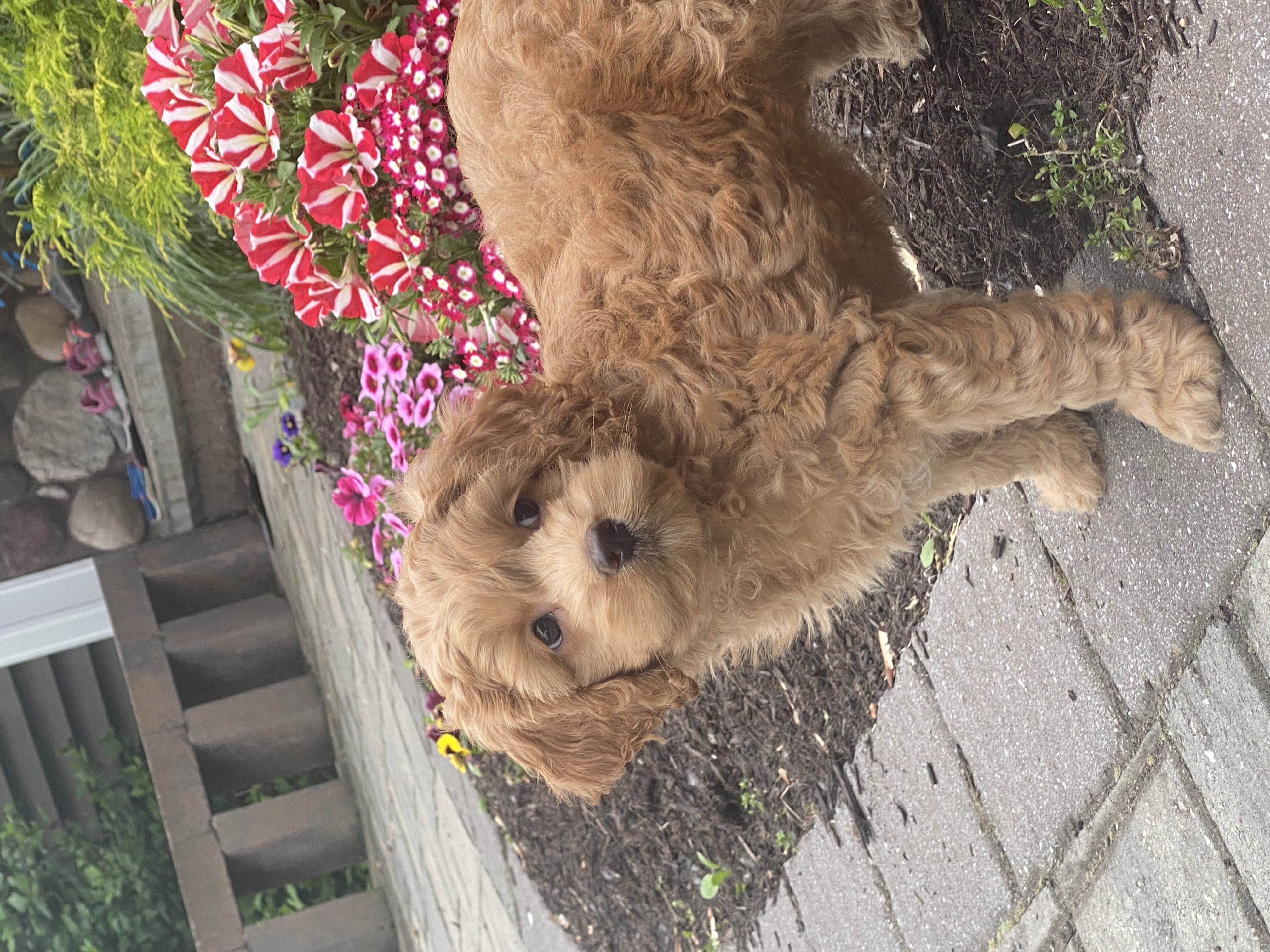 puppy, for, sale, Cocka Poo, Curtis  Martin, dog, breeder, Seneca Falls, NY, dog-breeder, puppy-for-sale, forsale, nearby, find, puppyfind, locator, puppylocator, aca