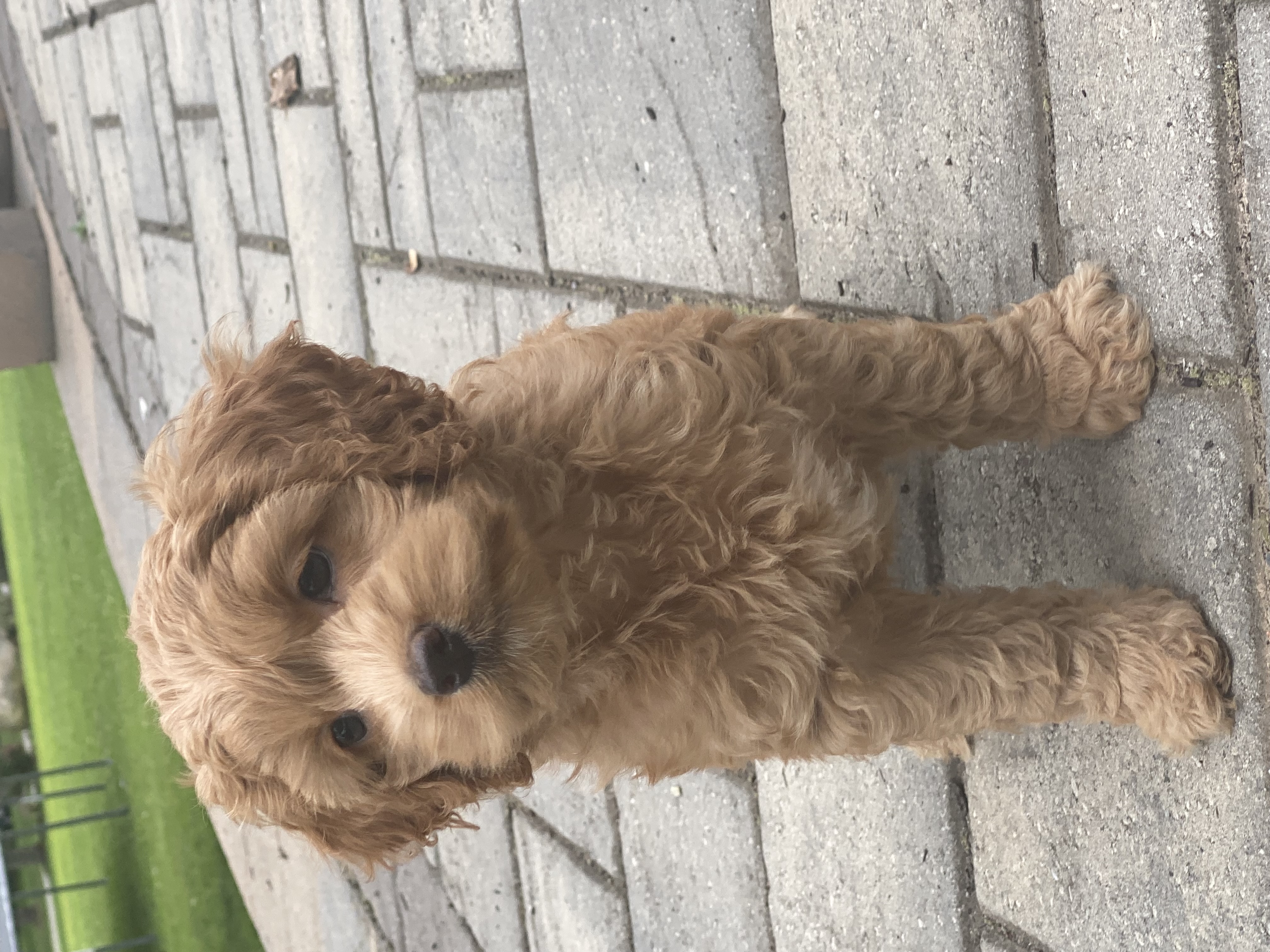 puppy, for, sale, Cocka Poo, Curtis  Martin, dog, breeder, Seneca Falls, NY, dog-breeder, puppy-for-sale, forsale, nearby, find, puppyfind, locator, puppylocator, aca