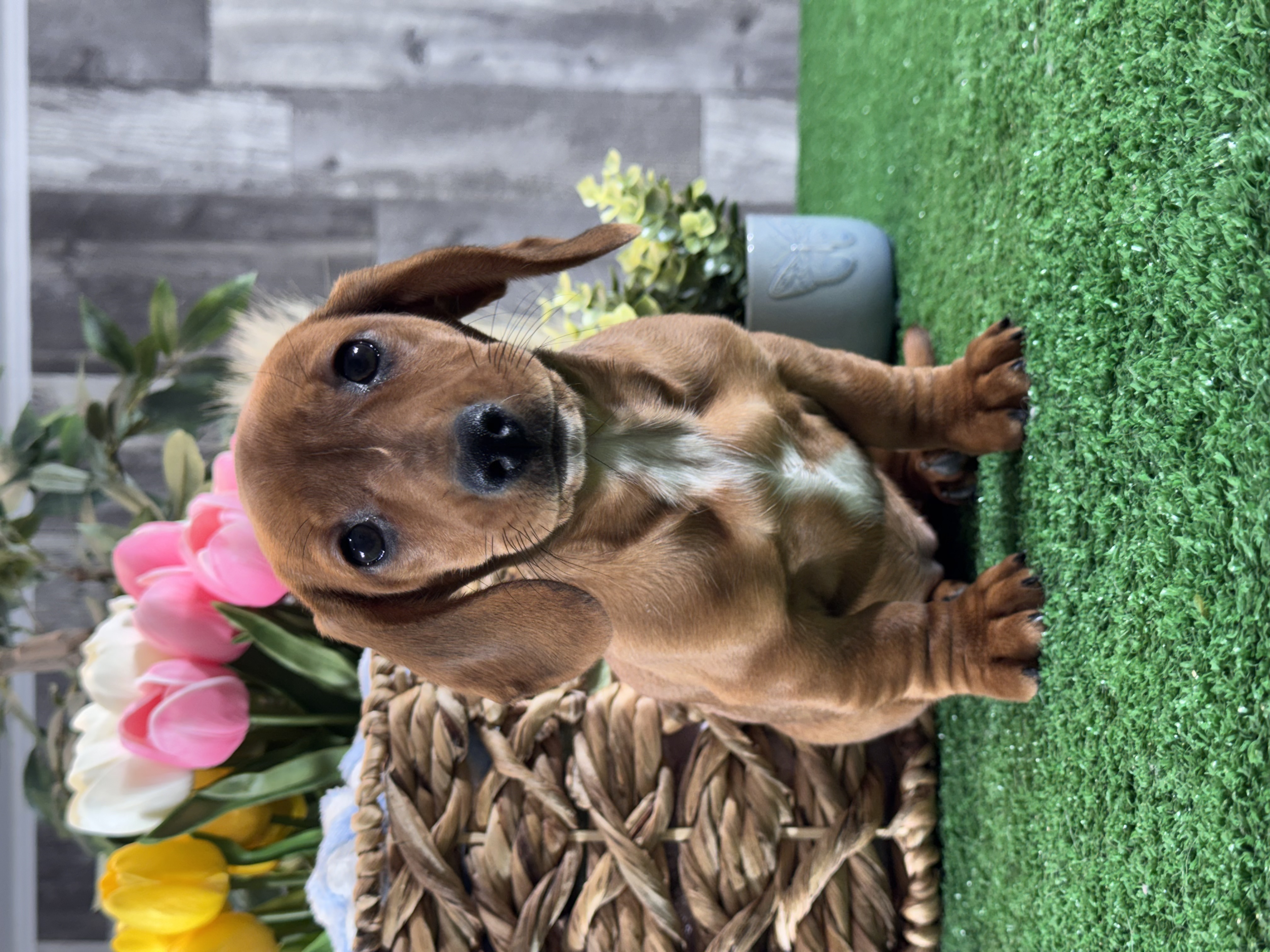 puppy photo