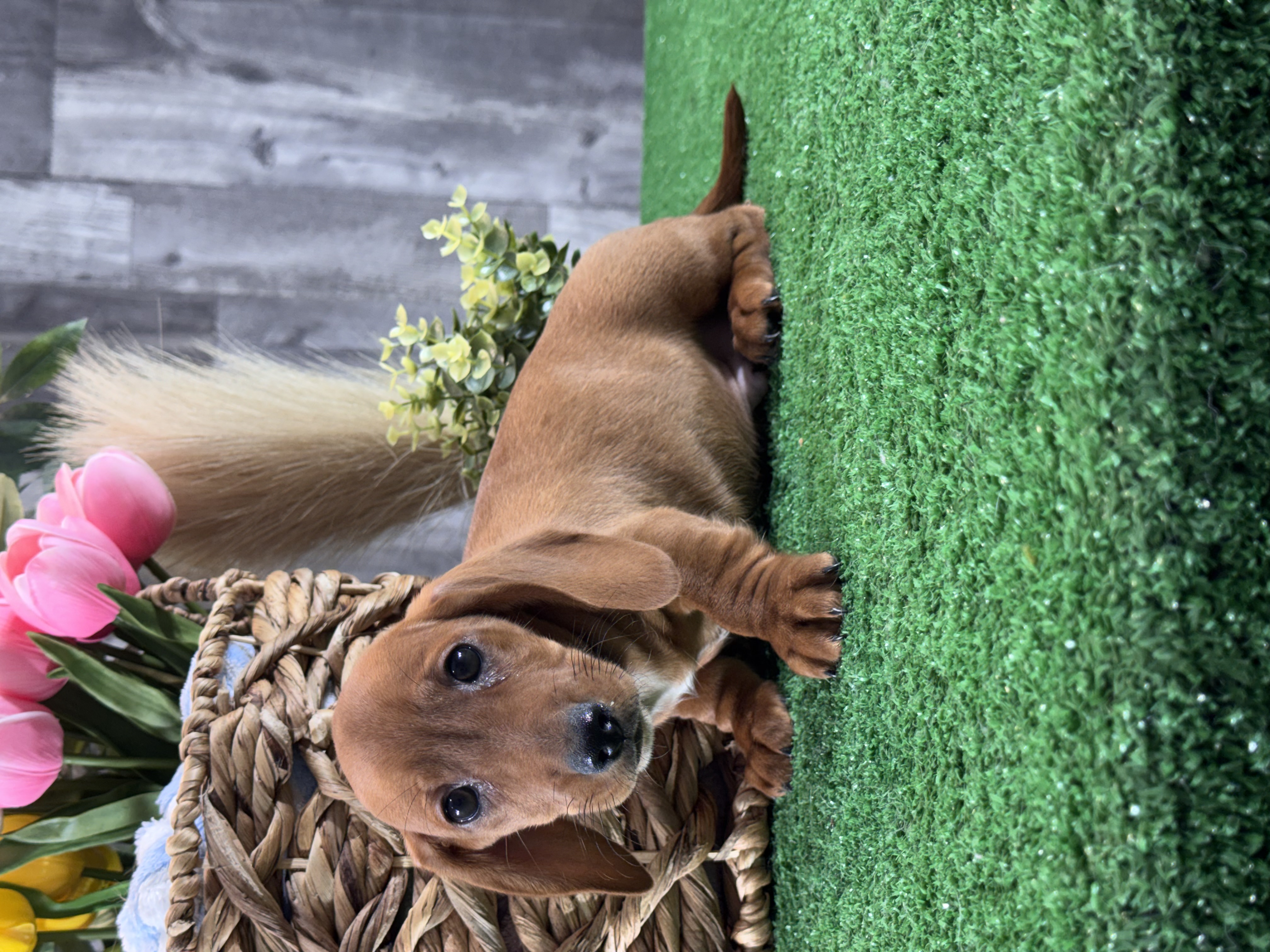 puppy photo