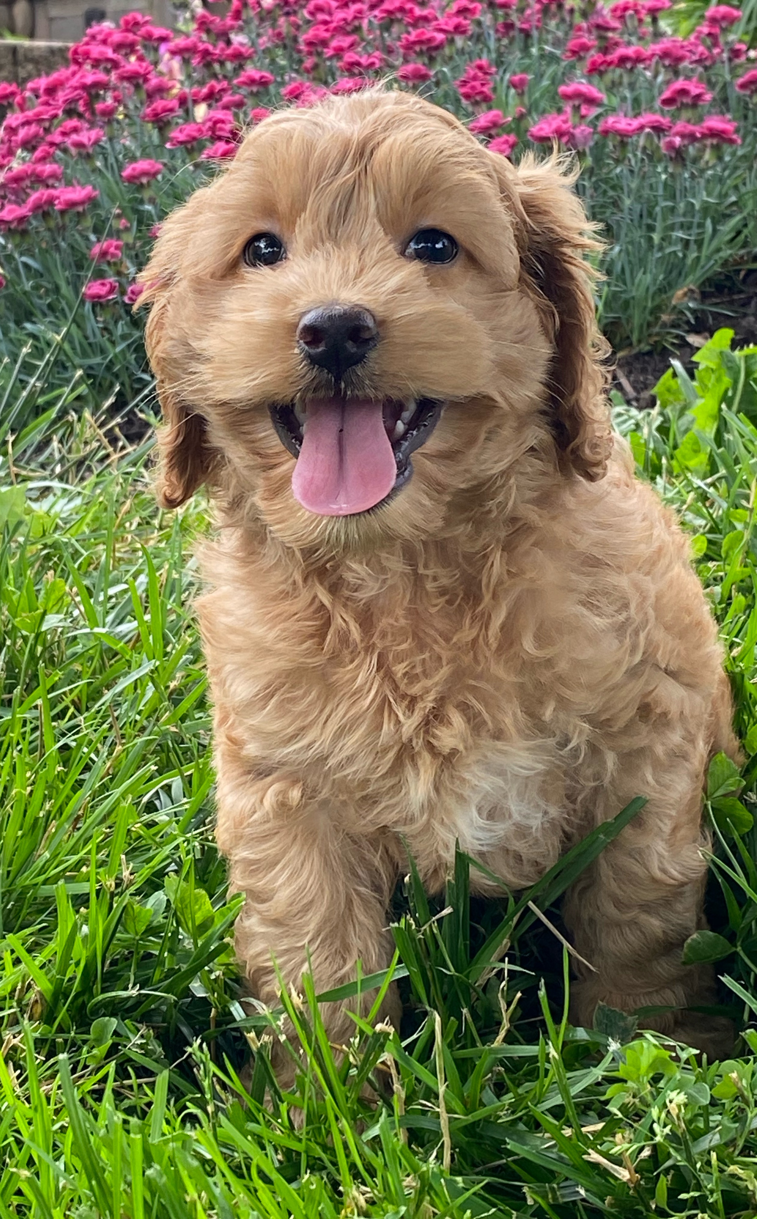 puppy, for, sale, Cocka Poo, Curtis  Martin, dog, breeder, Seneca Falls, NY, dog-breeder, puppy-for-sale, forsale, nearby, find, puppyfind, locator, puppylocator, aca