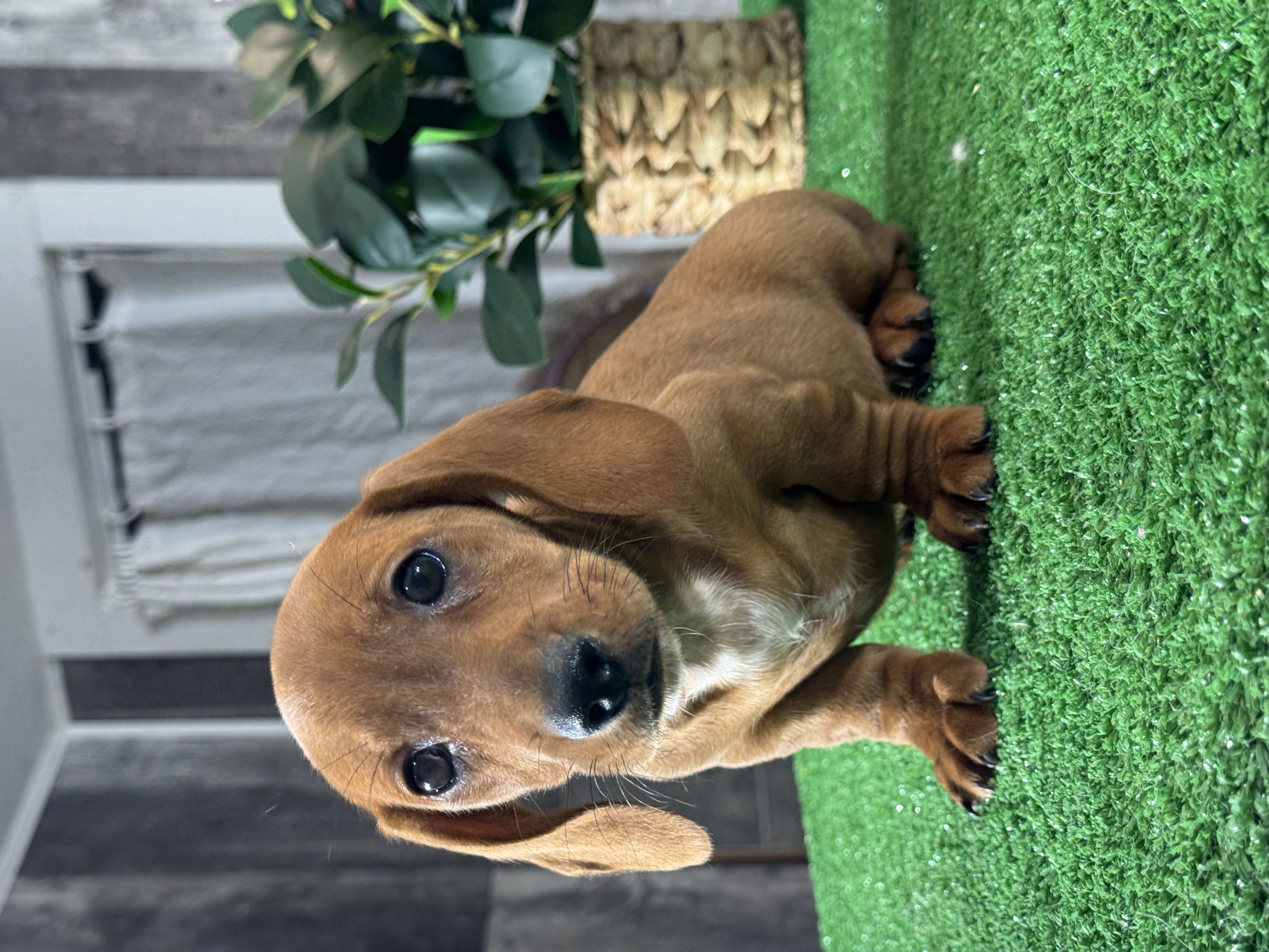 puppy photo