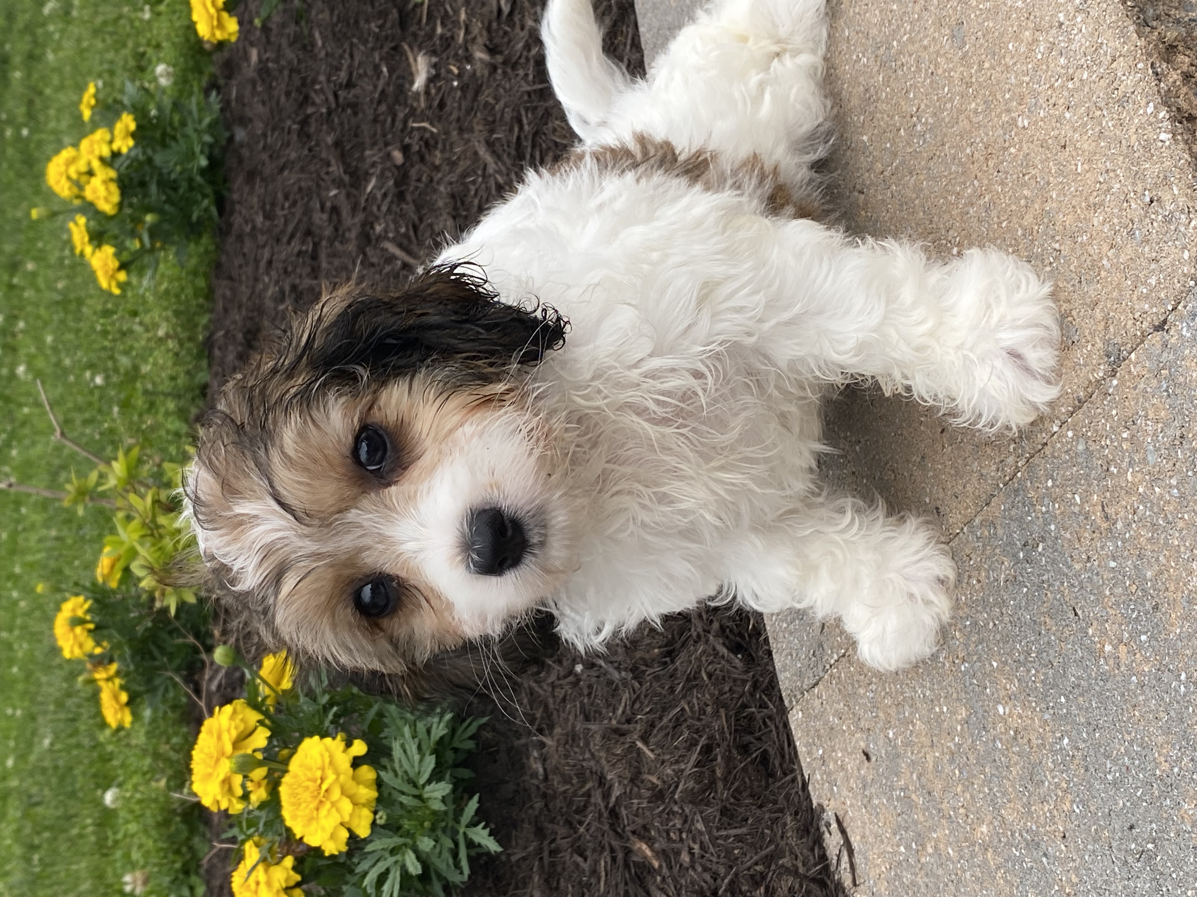 puppy, for, sale, Cava Chon, Curtis  Martin, dog, breeder, Seneca Falls, NY, dog-breeder, puppy-for-sale, forsale, nearby, find, puppyfind, locator, puppylocator, aca
